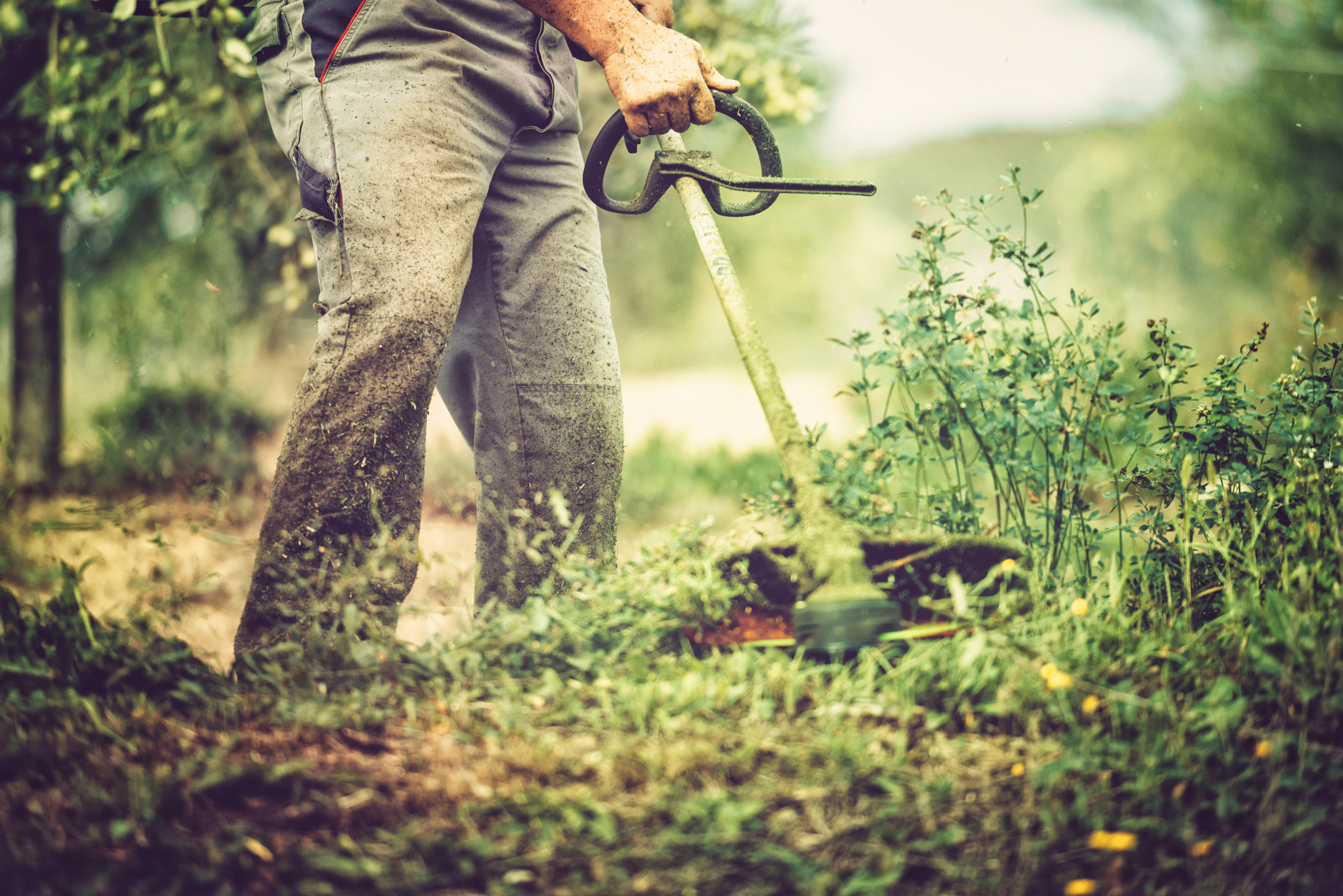 man cutting weeds