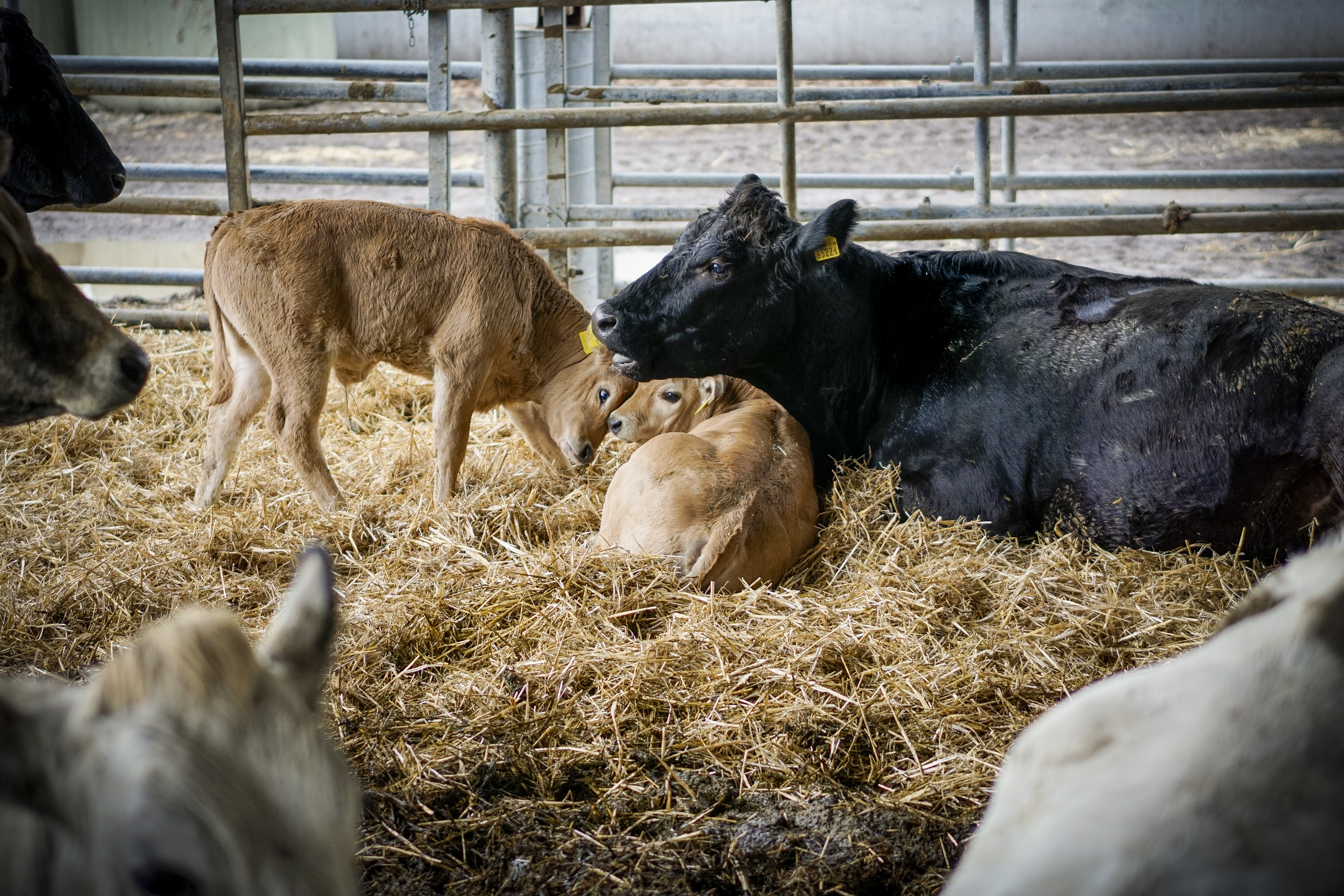 Die Büffelkühe sind Laras ganzer Stolz. LANDI Contact 01/21, Lara Graf, Büffelkühe