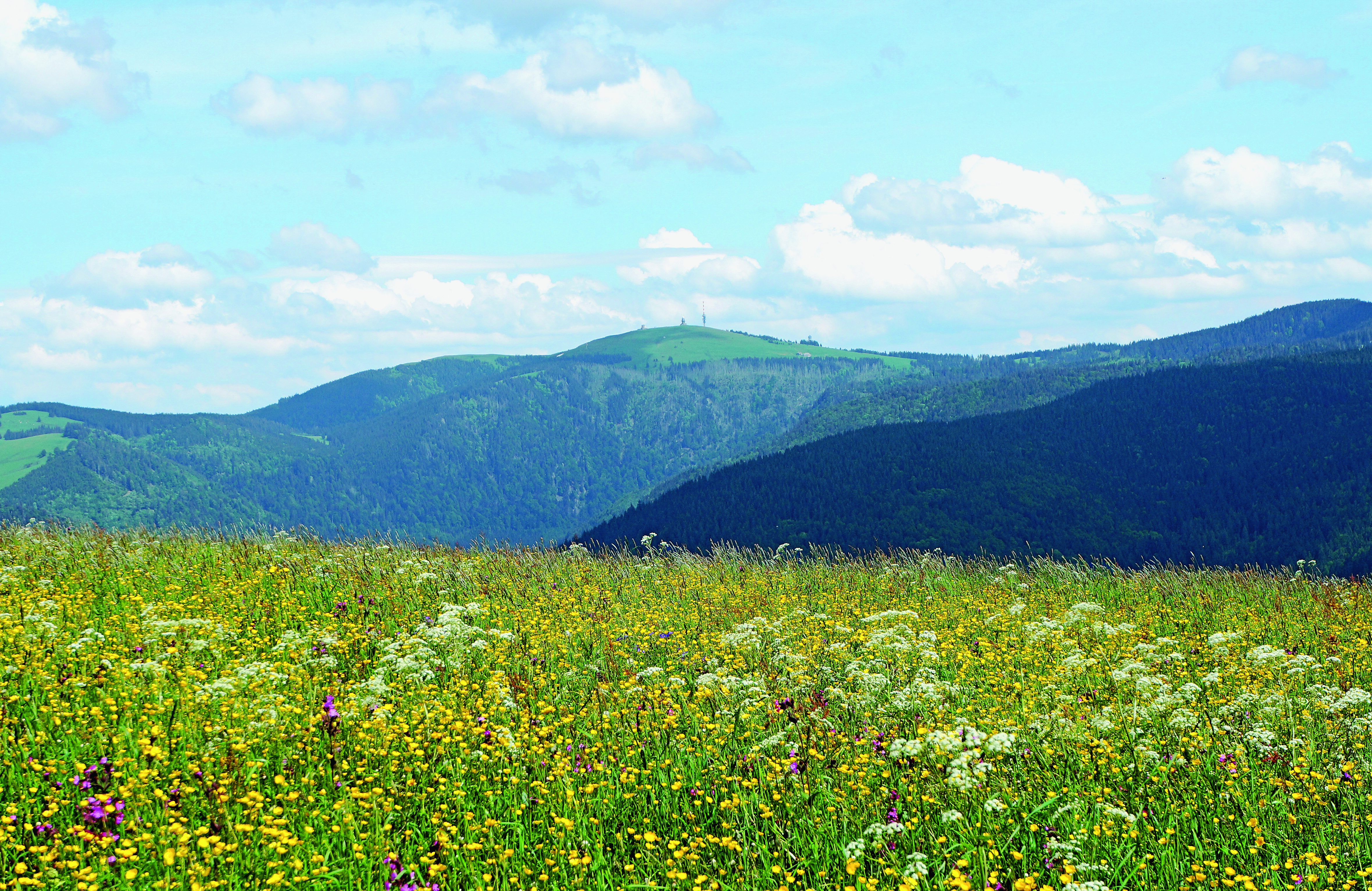 Ausblick Feldberg