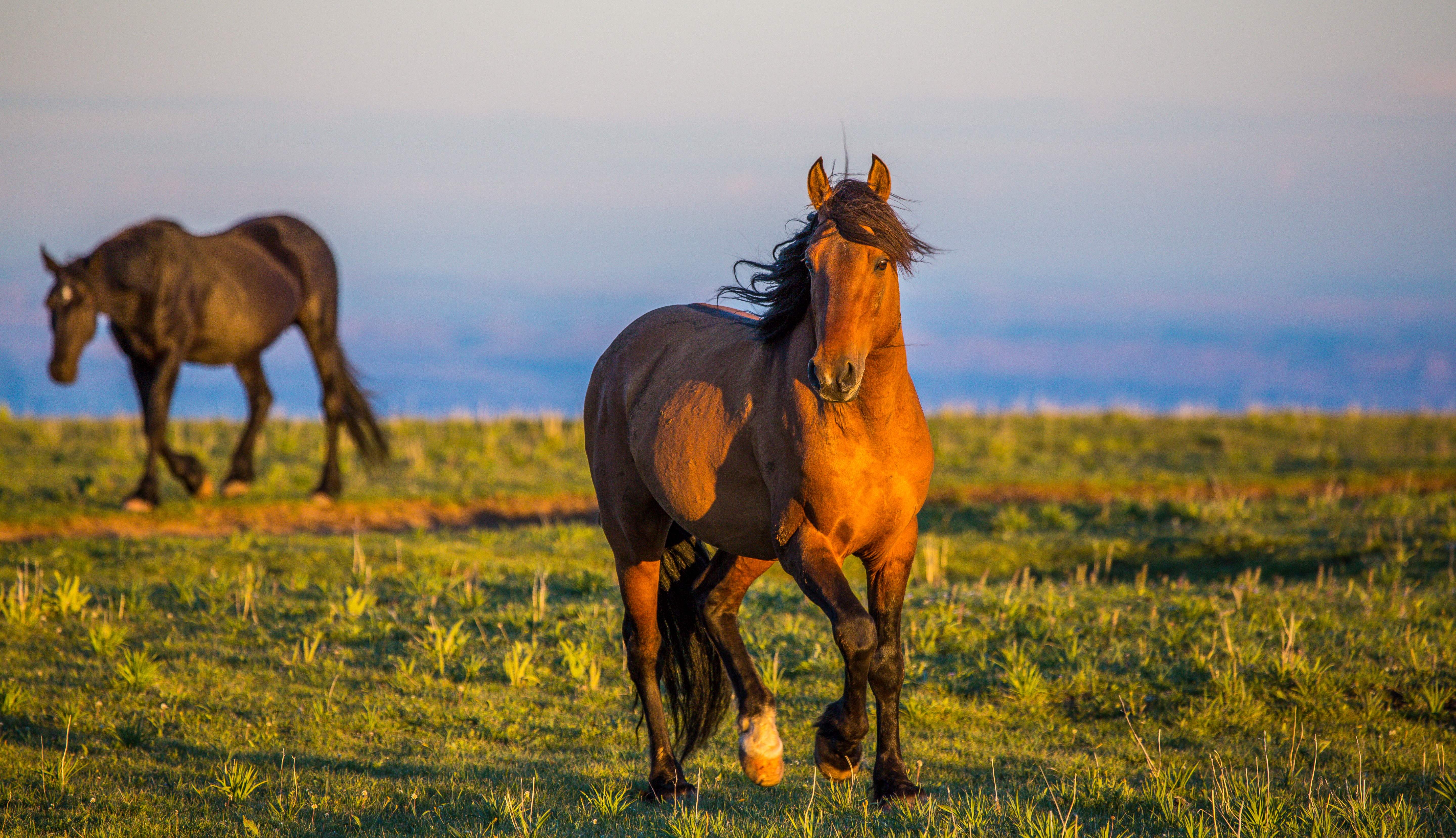 Humans Domesticated Horses — New Tech Could Help Archaeologists Figure Out Where and When