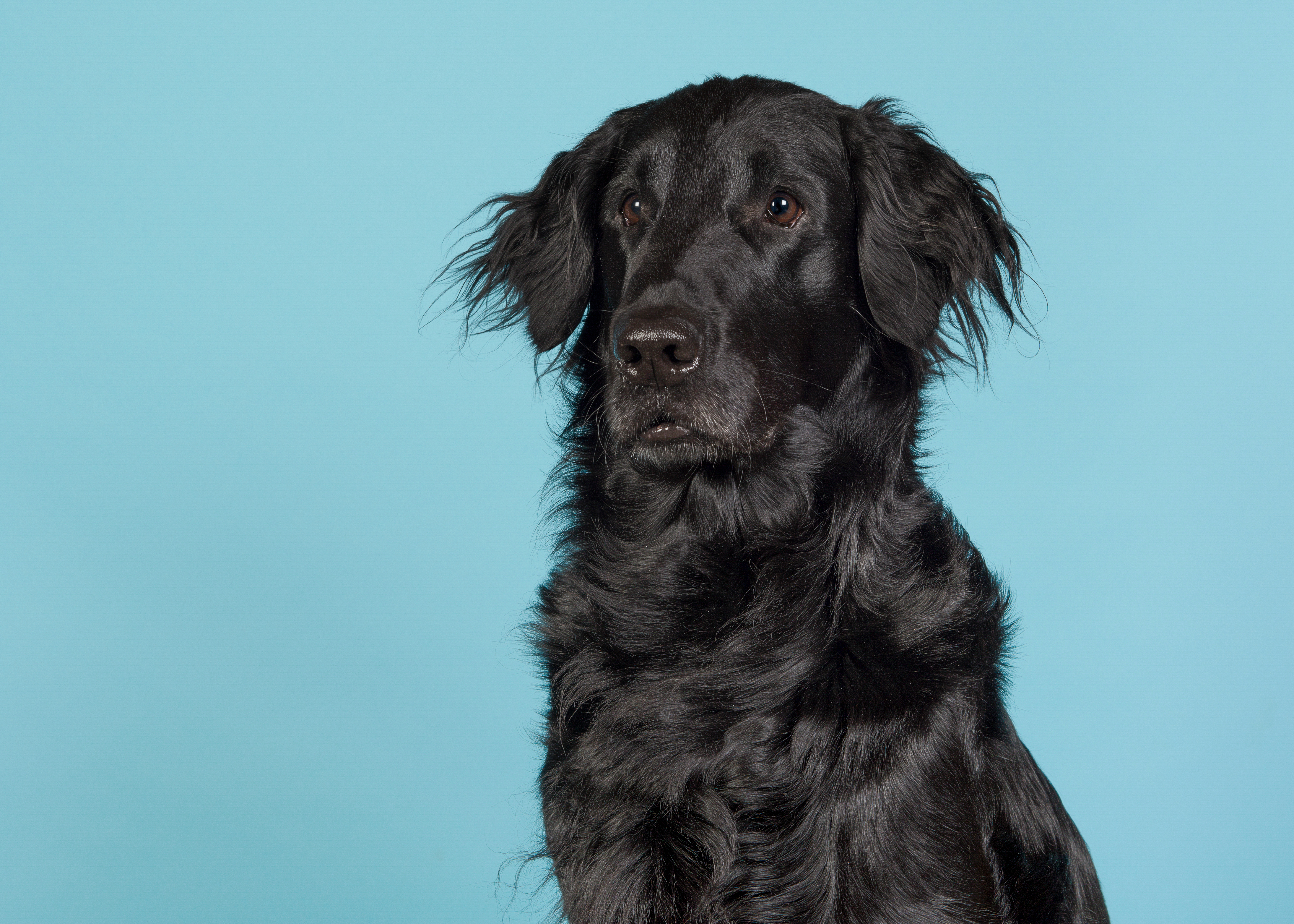 Flat Coated Retriever2