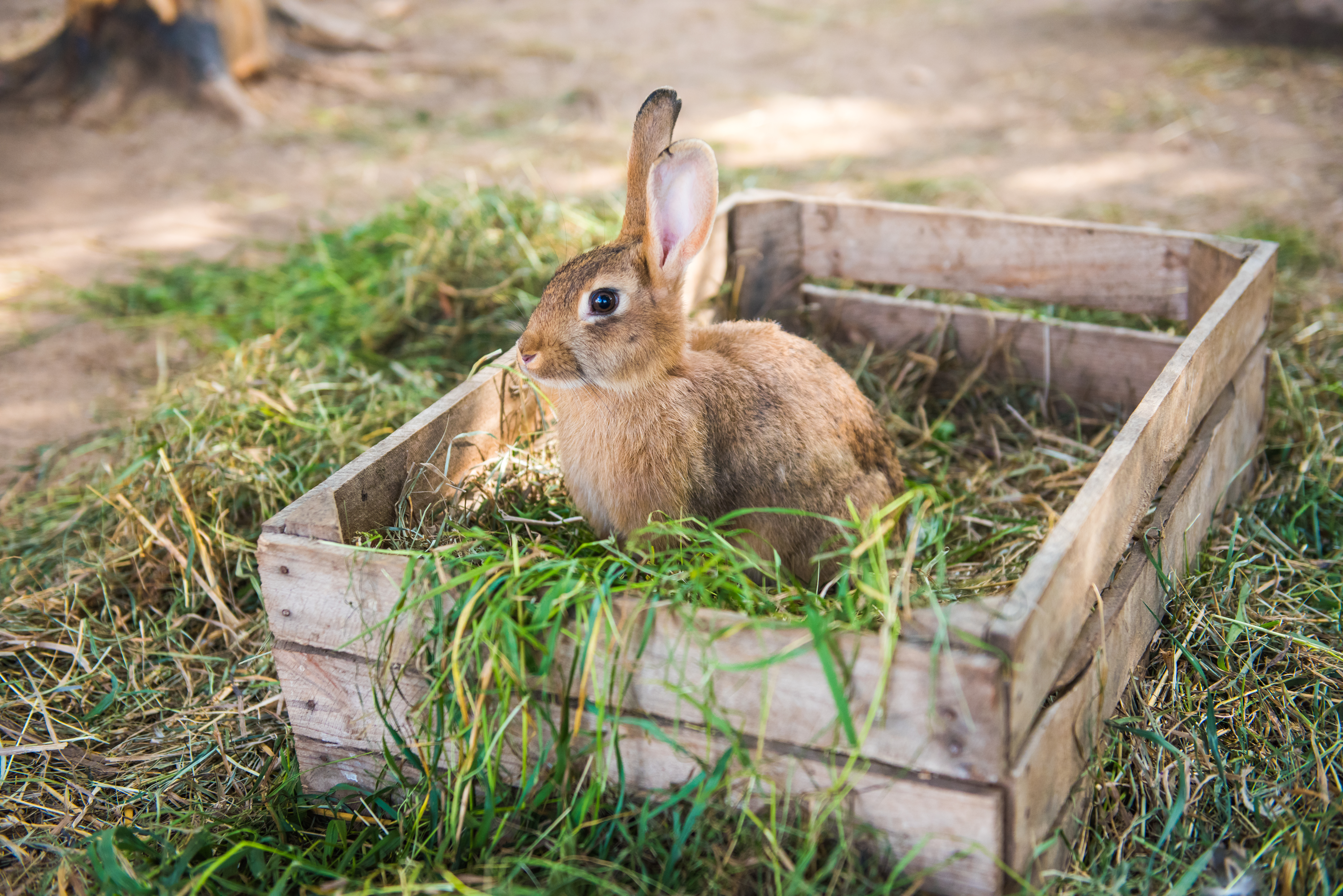 lapin dans une caisse avec de l-herbe