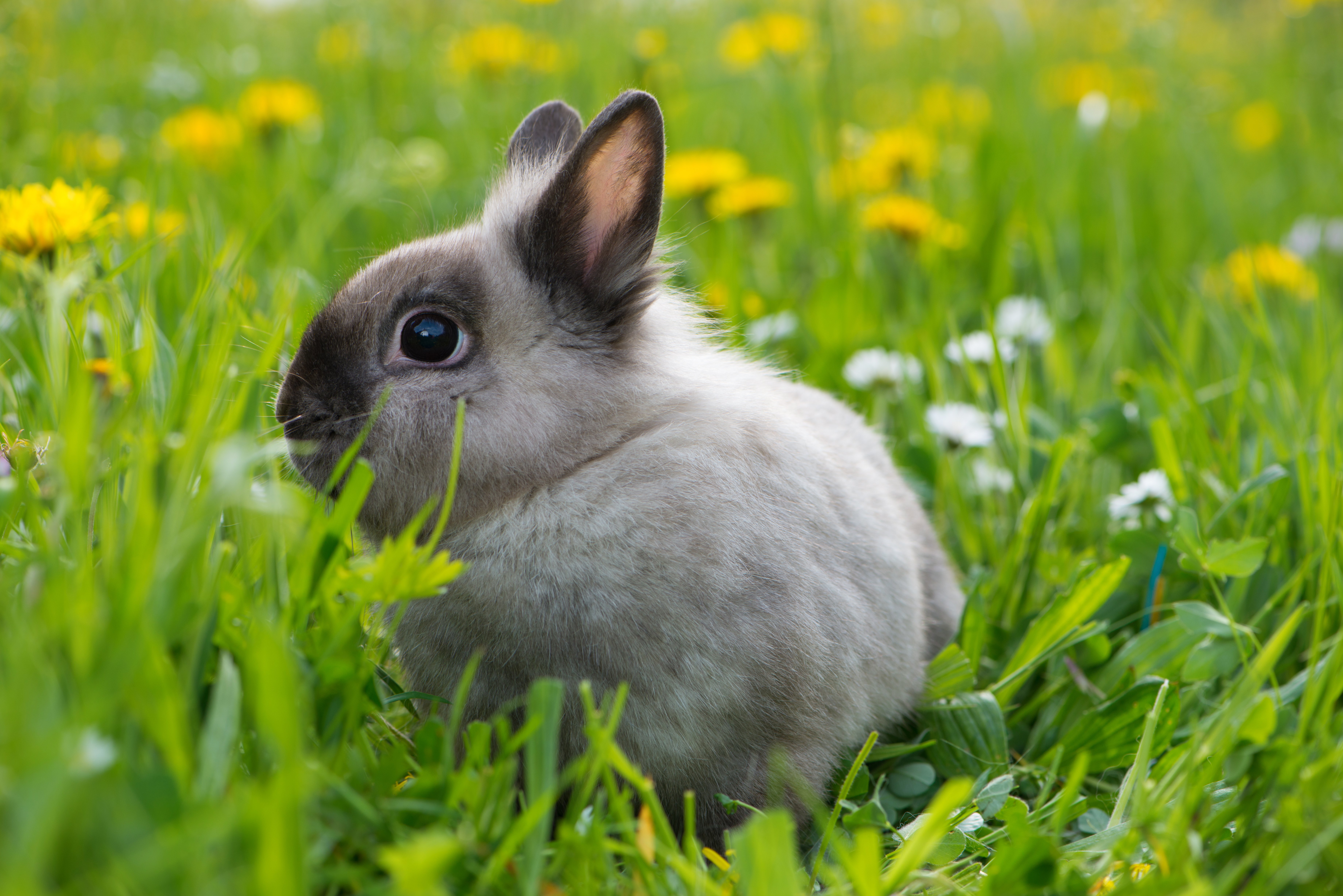 lapin nain dans un jardin