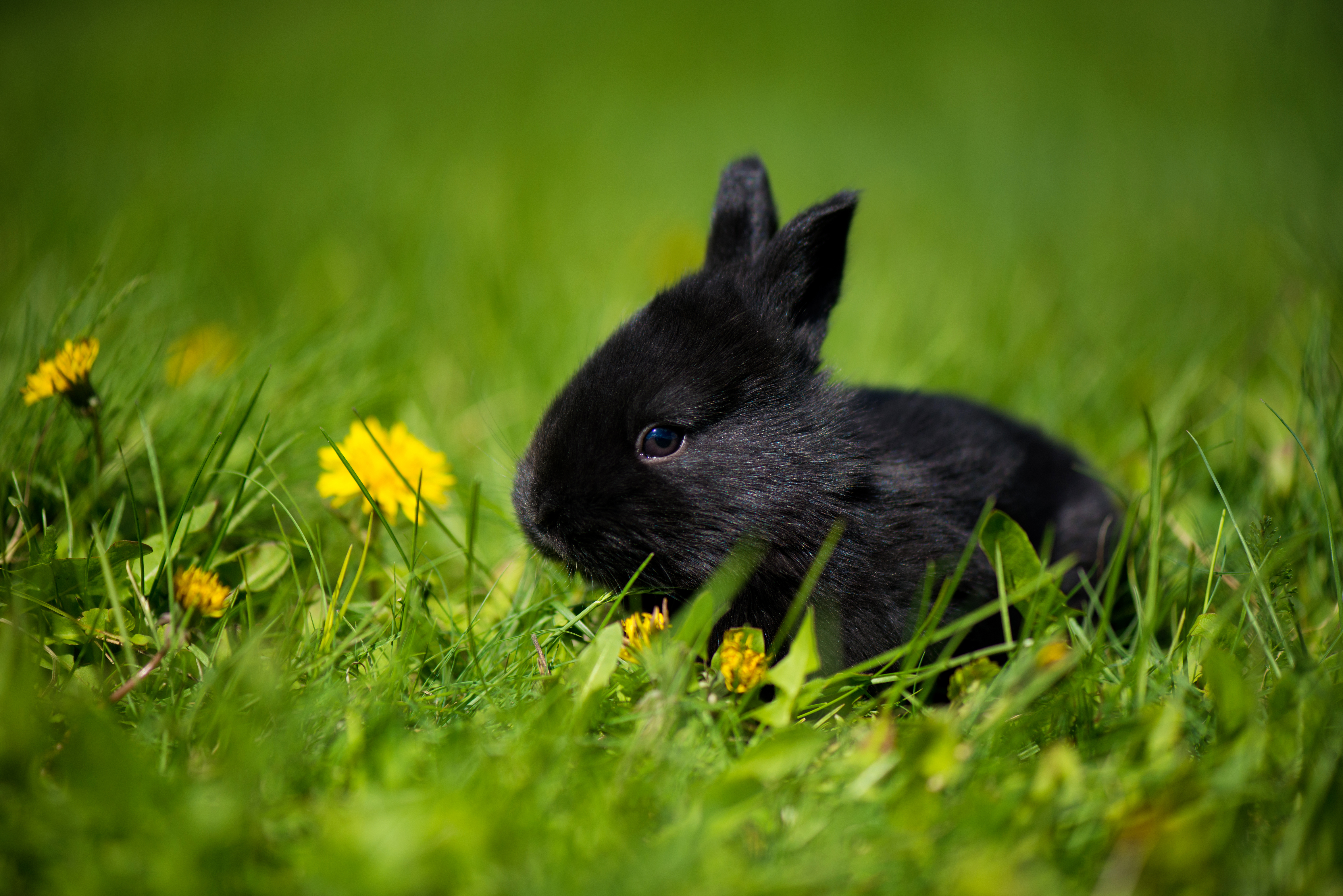 lapin nain noir