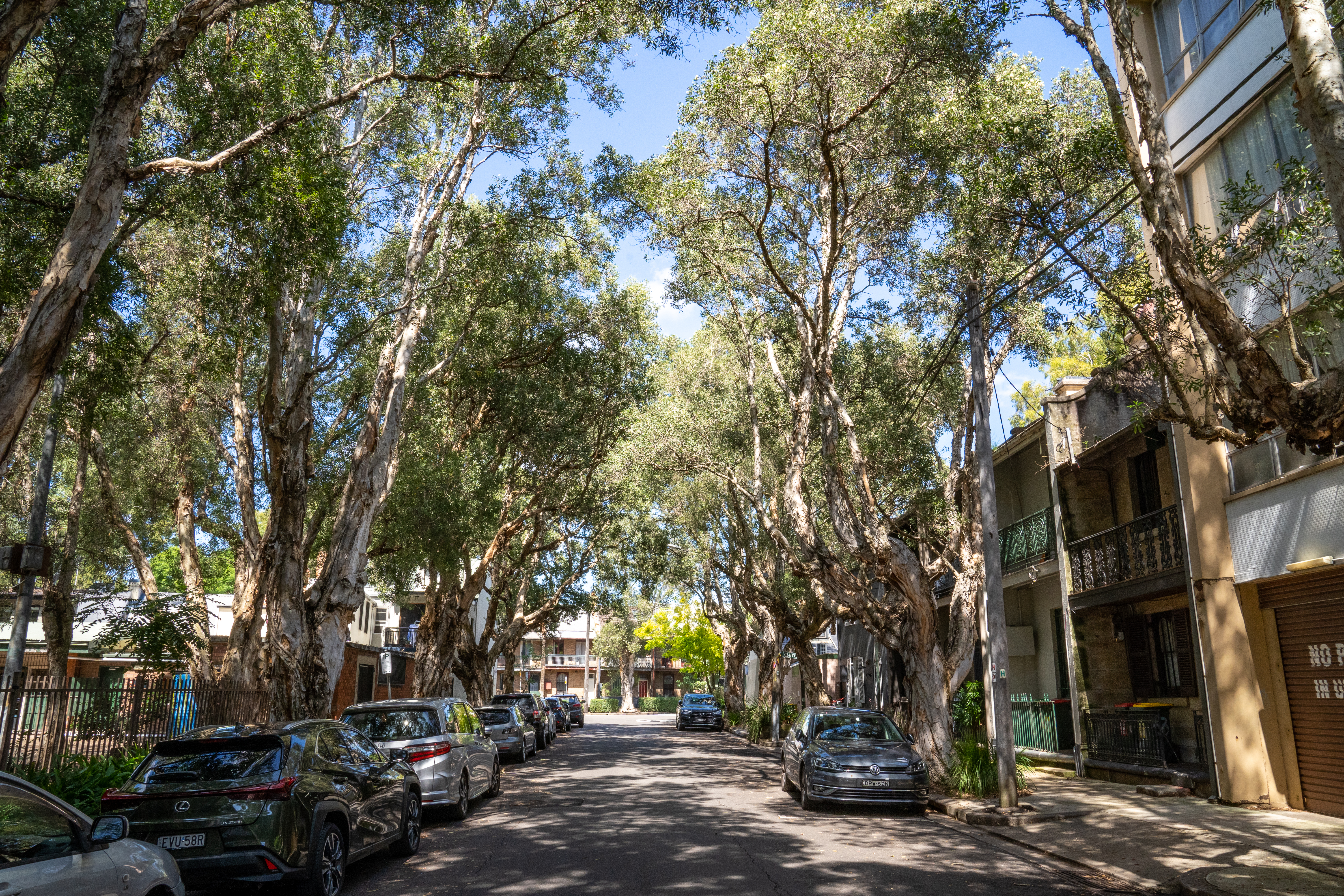 Increasing the number of street trees helps more Sydneysiders get close to the health benefits they bring. Photo: Abril Felman, City of Sydney.