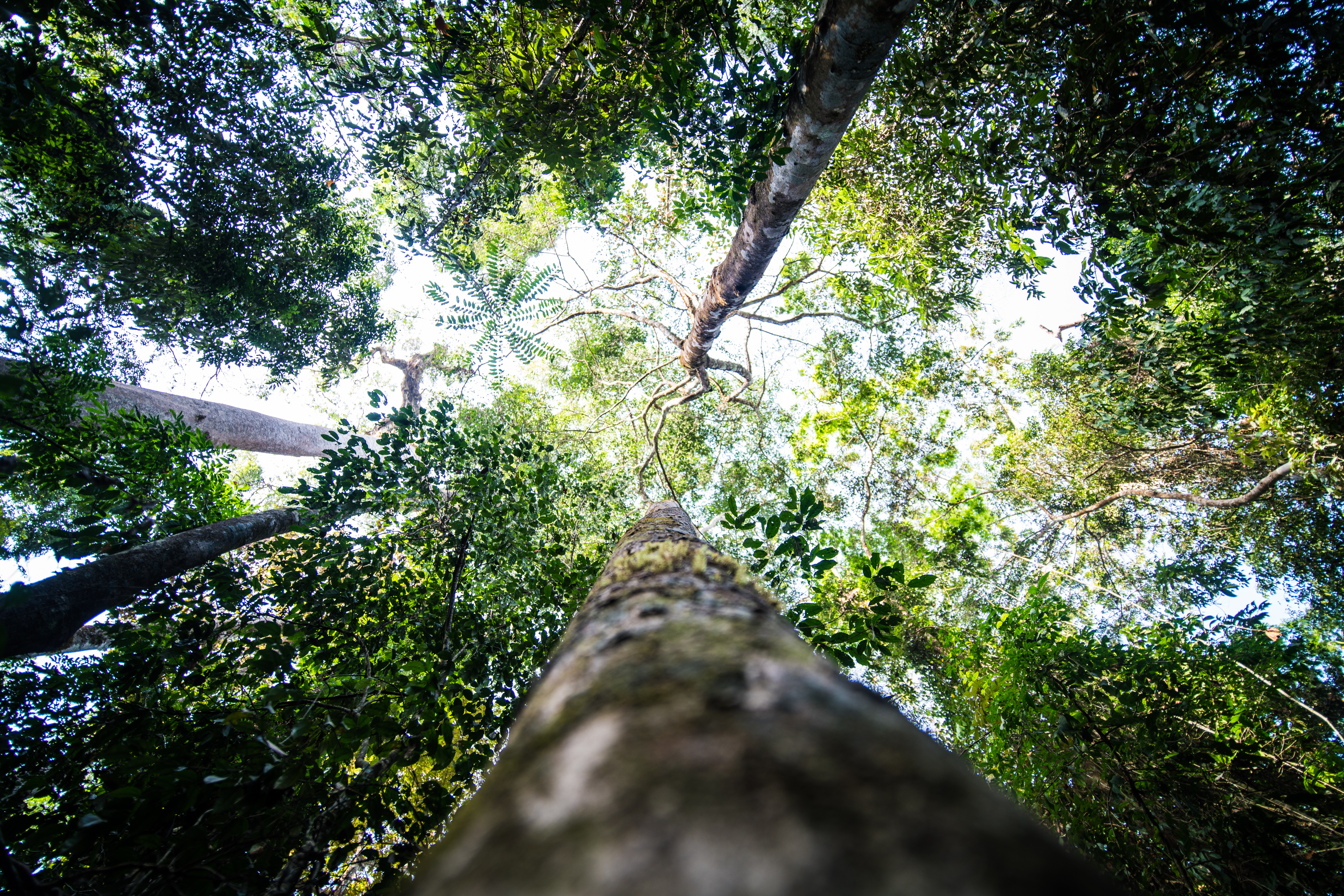 Gola rainforest trees looking up