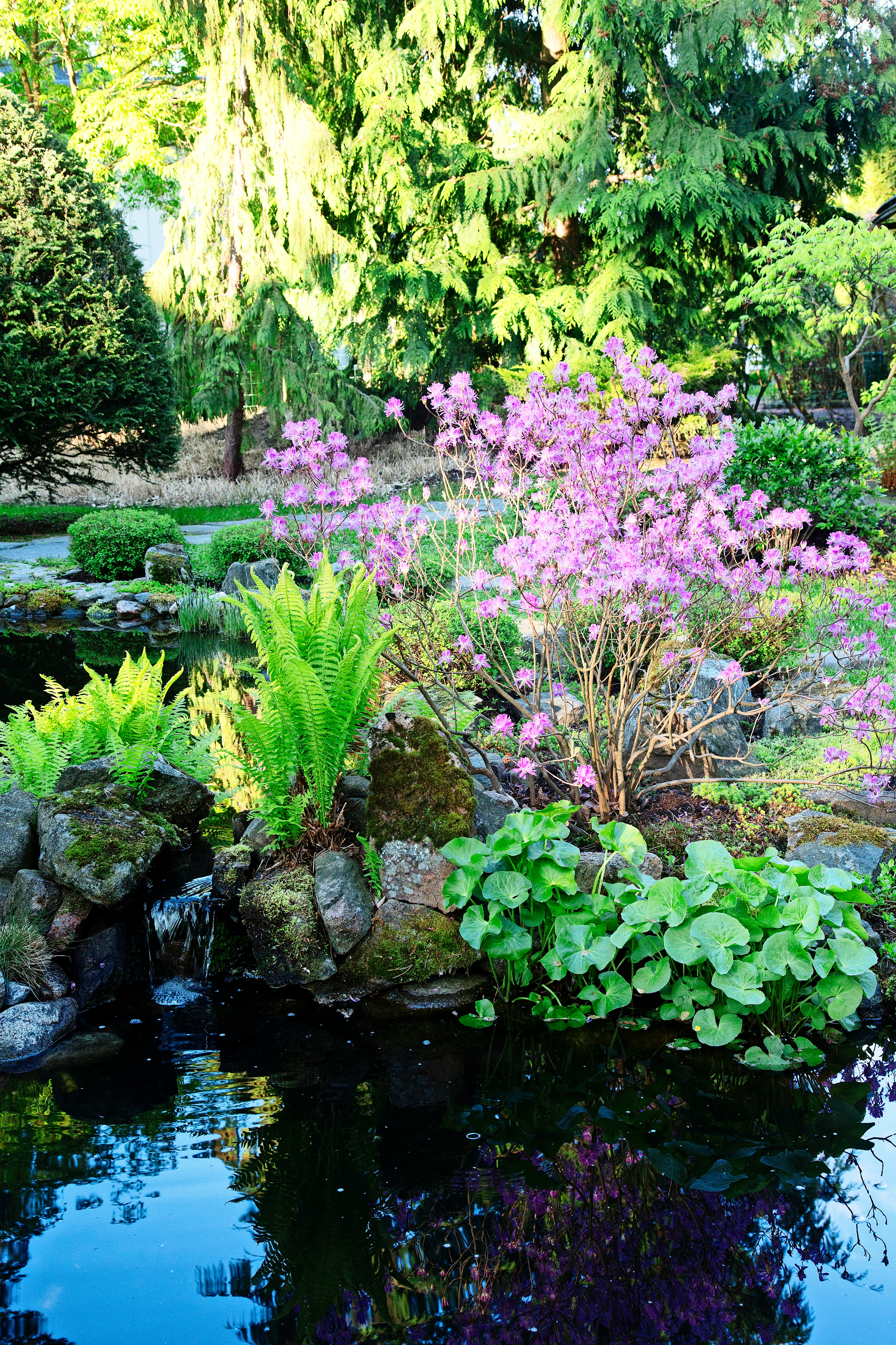 garden ideas