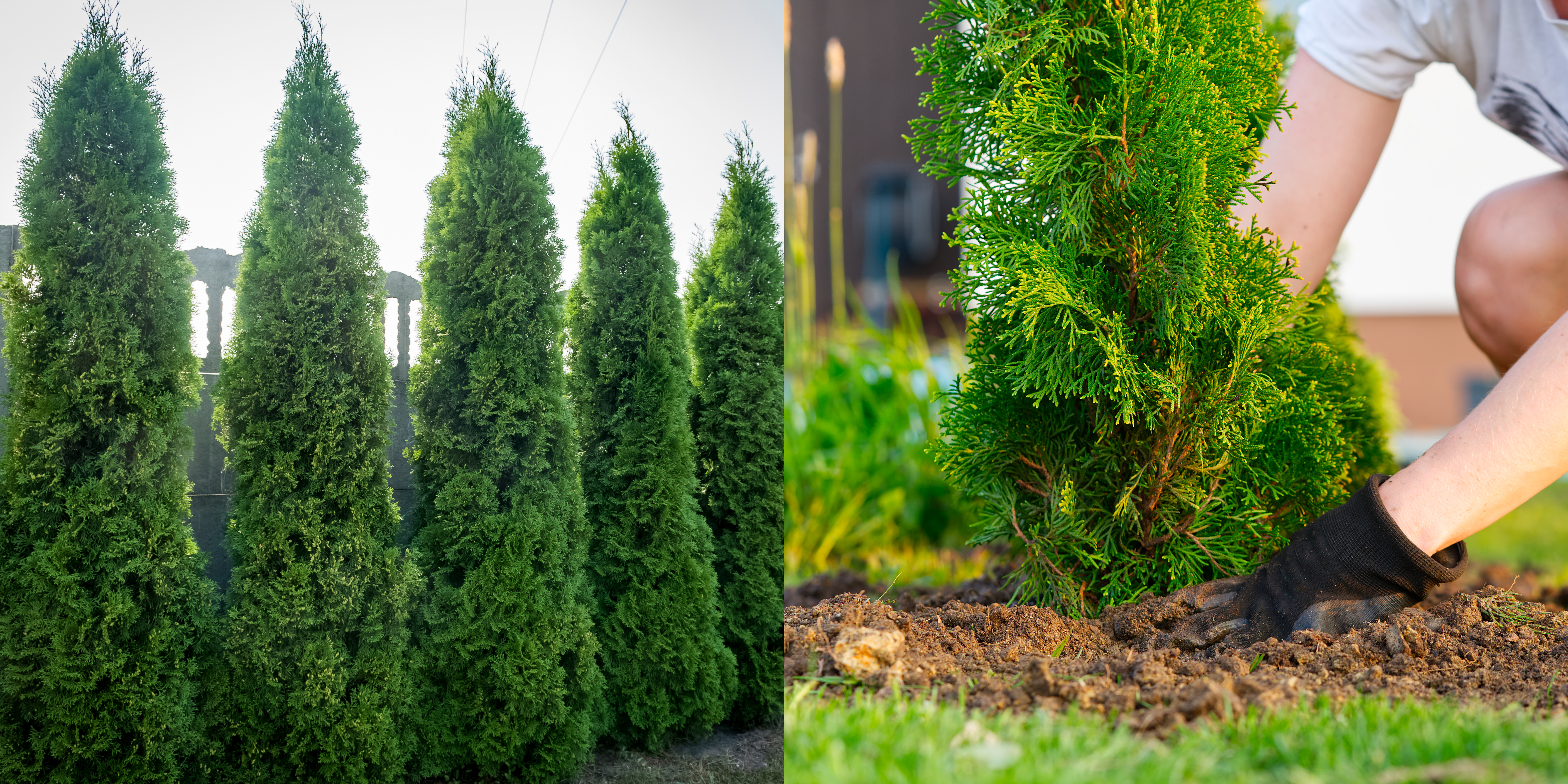 Etsitkö ammattitaitoista yritystä istuttamaan tuija-aitasi Oulussa? Oulun paikalliset yritykset istuttavat tuija-aitasi parhaalla mahdollisella tavalla.