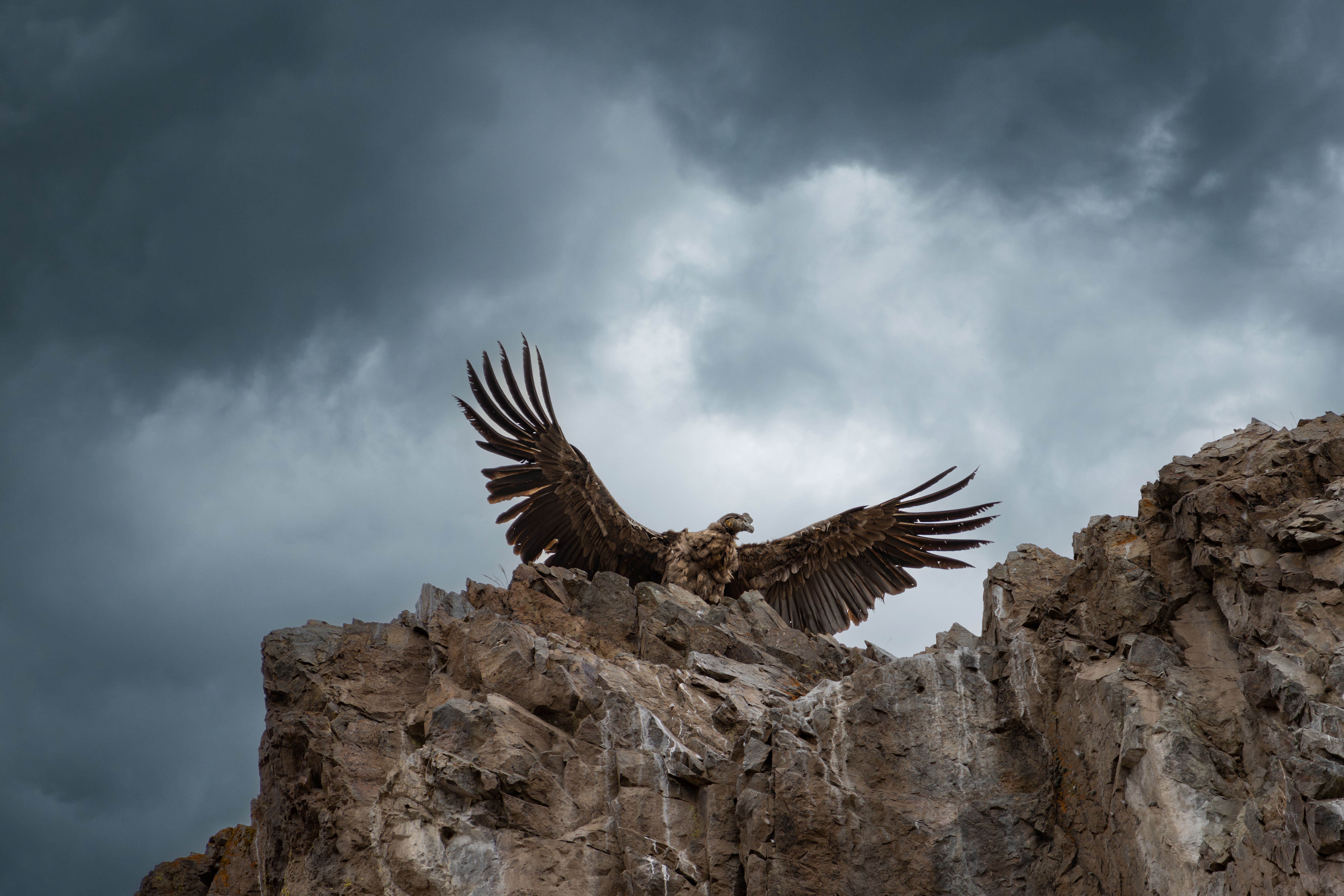 A majestic Andean Condor in Patagonia, Argentina.