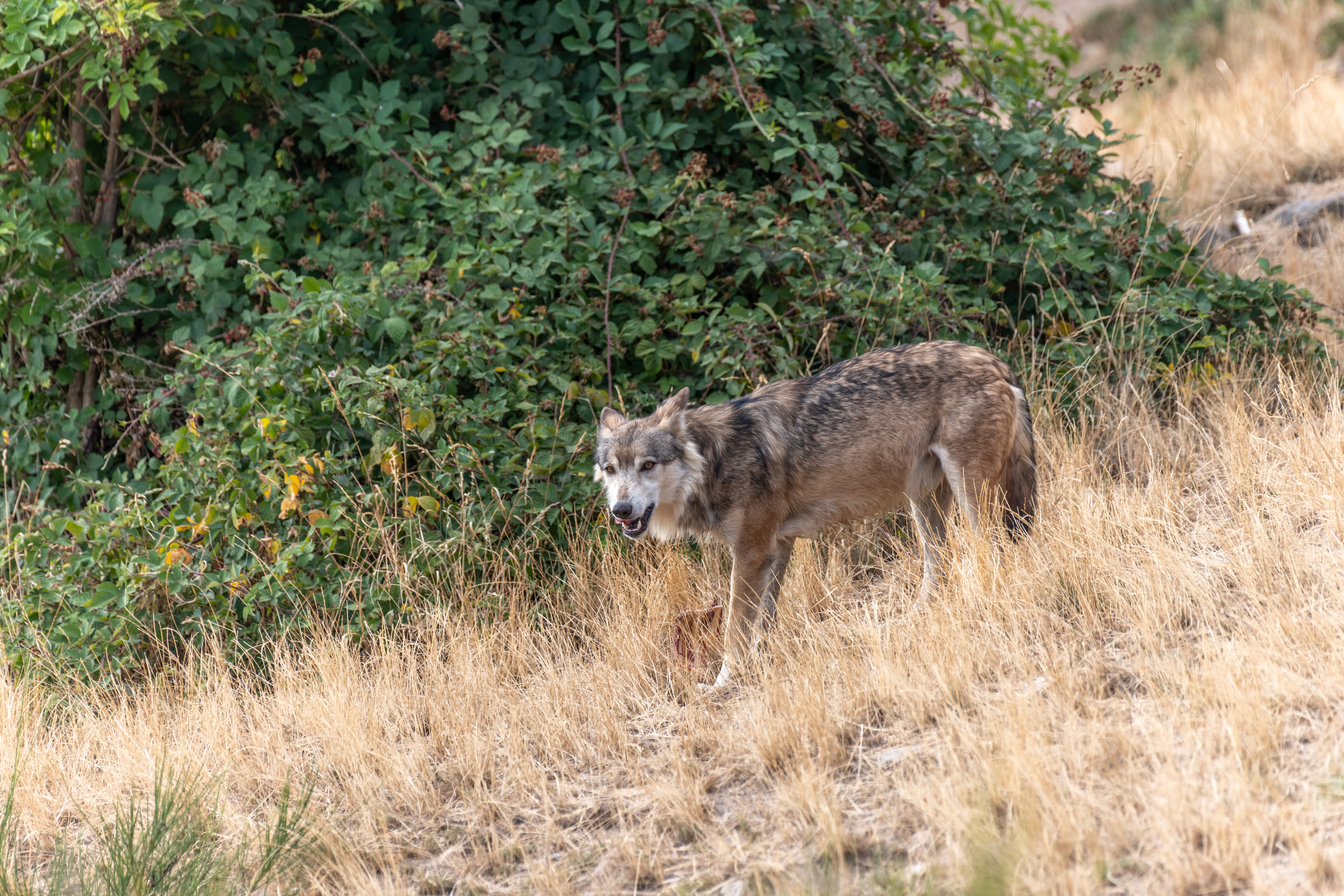 Mongolian wolf, Hustai National Park, Mongolia.