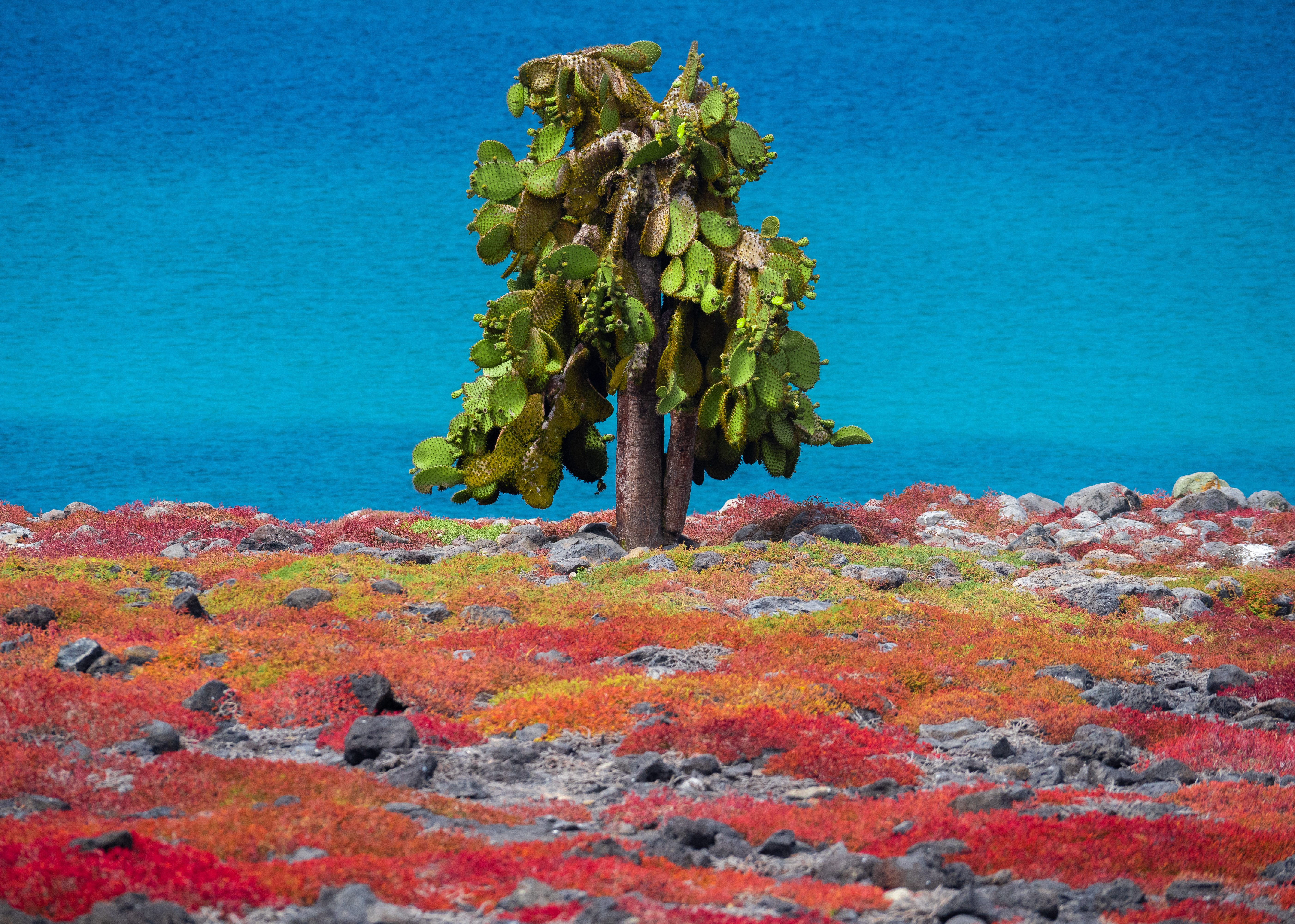 A colorful cactus scene on South Plaza Island in the Galapagos.