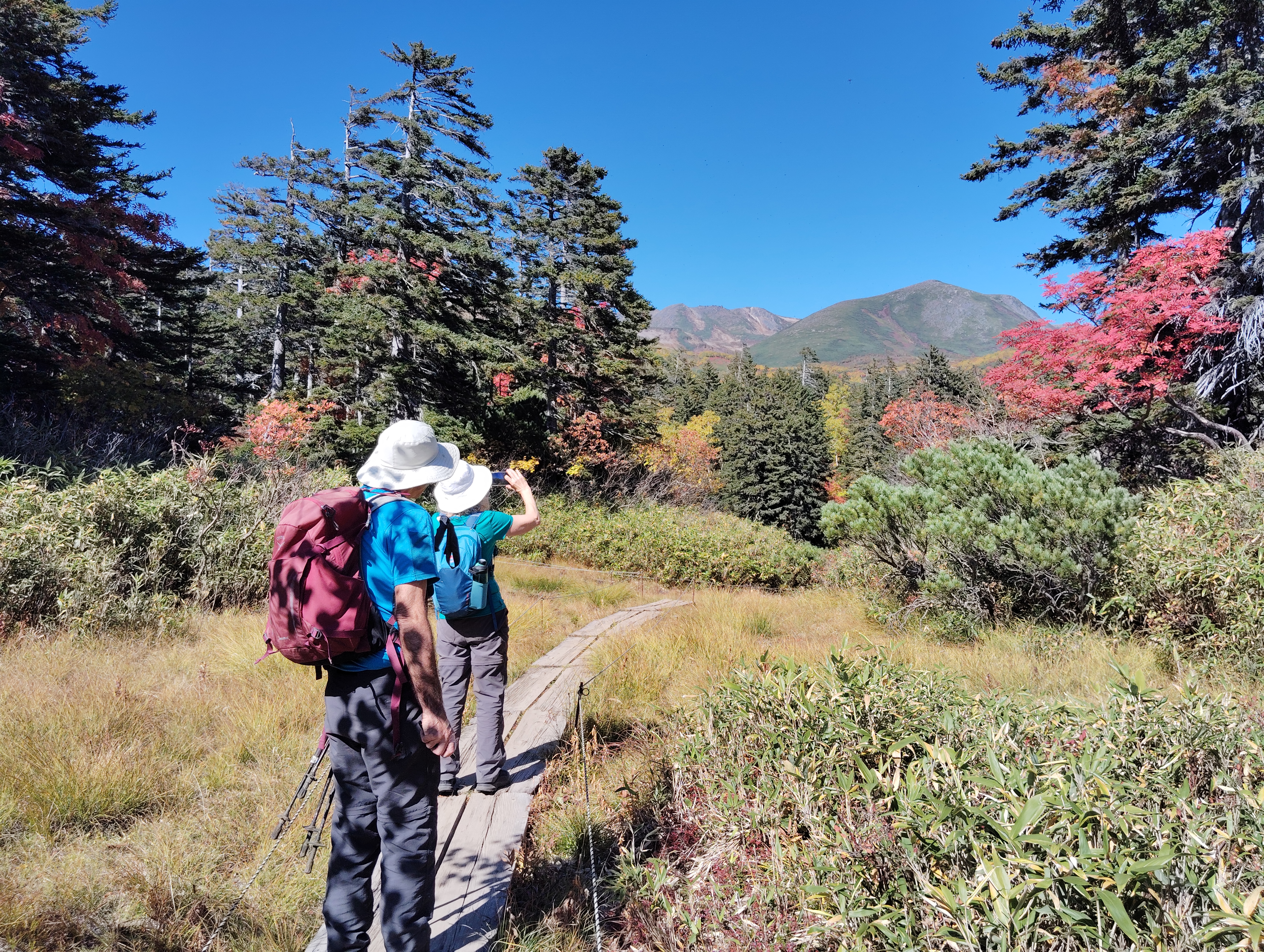 Two hikers stand on a boardwalk in Daisetsuzan Kogen, Hokkaido. It is a beautifully sunny day and the autumn leaves are in full colour. There are mountains visible in the distance and the hiker at the front of the two is taking a photo of the view.