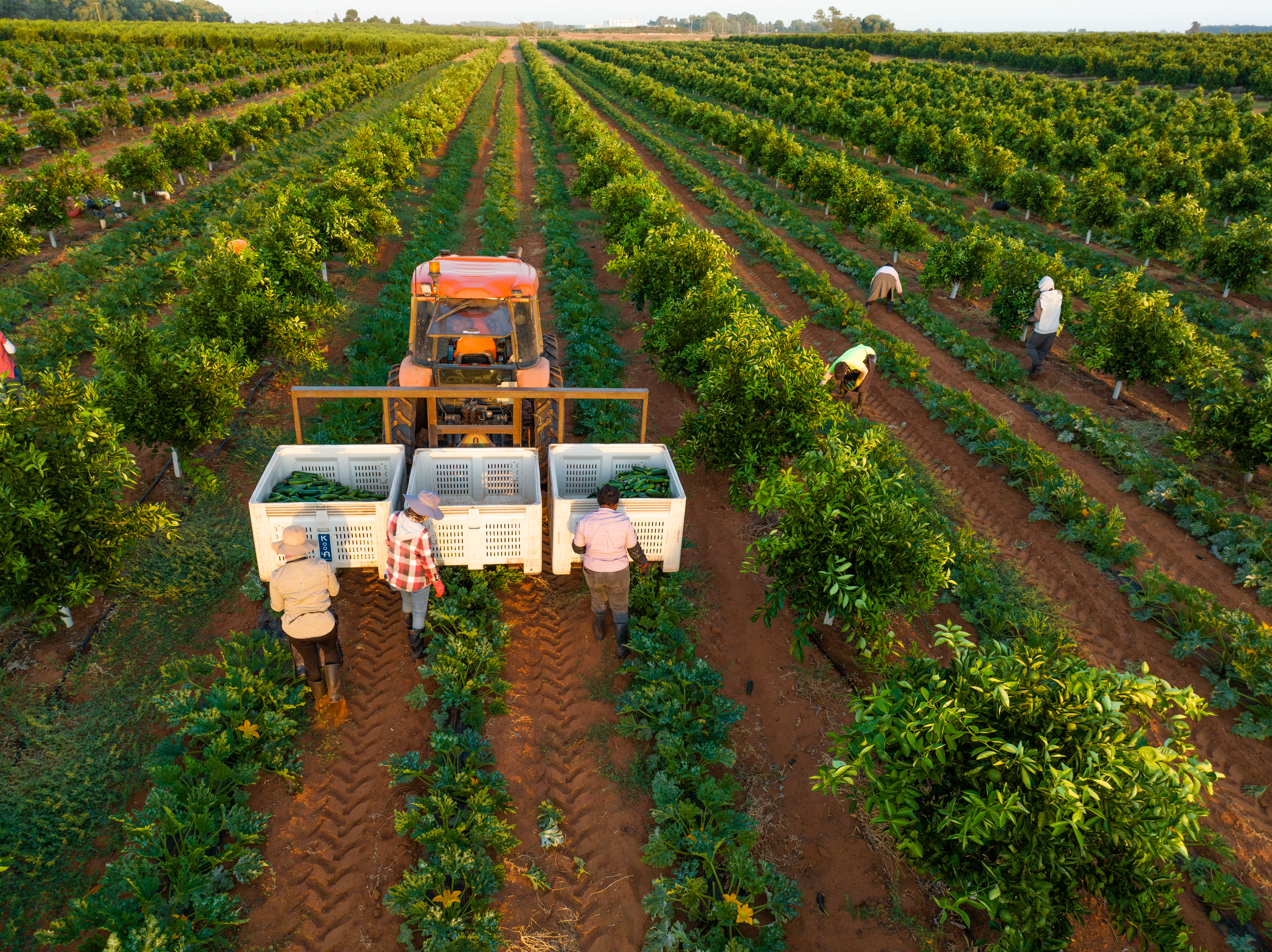 ALMABIN 1680256356 78