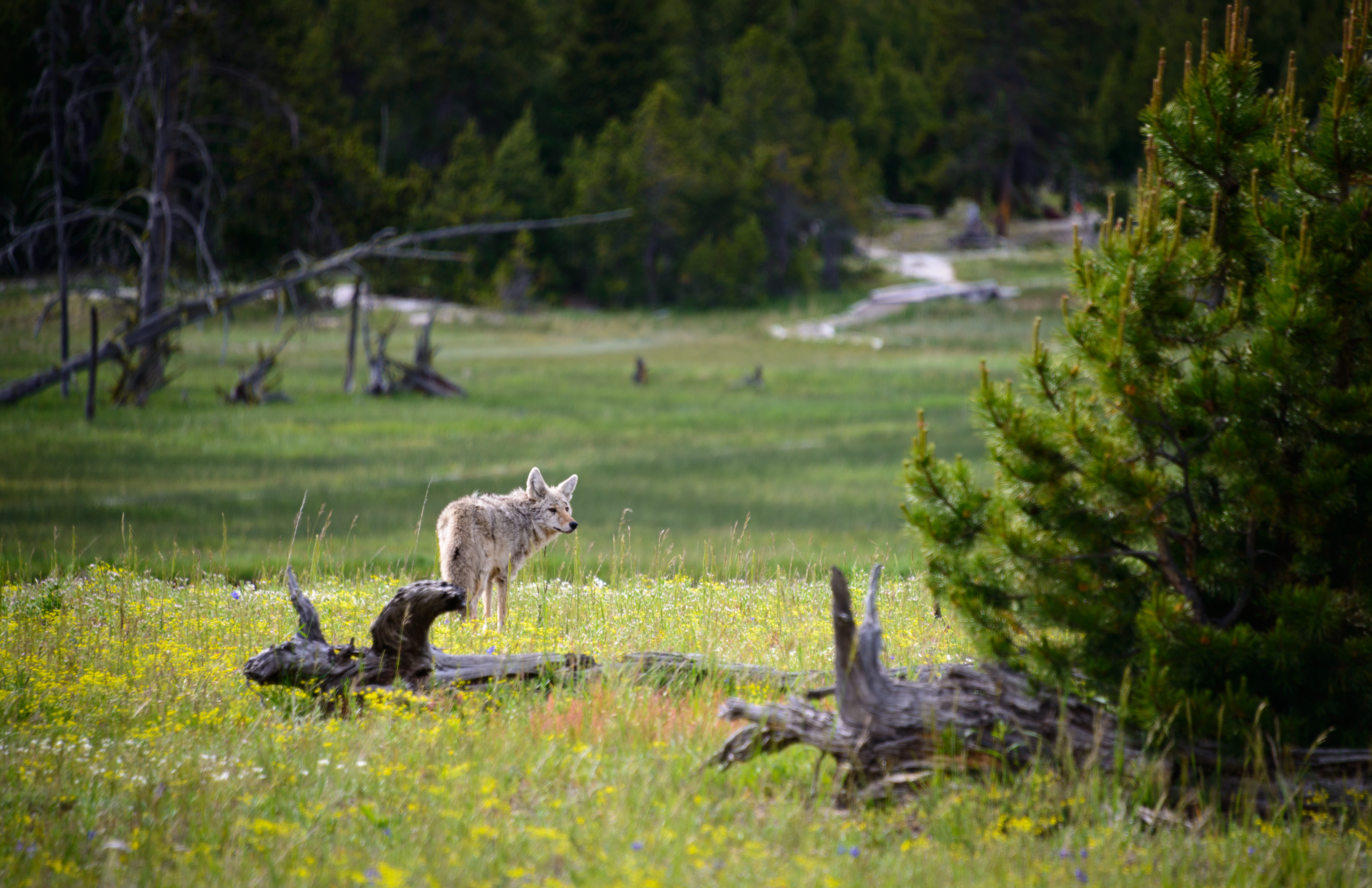 The Lamar Valley is home to multiple wolf packs