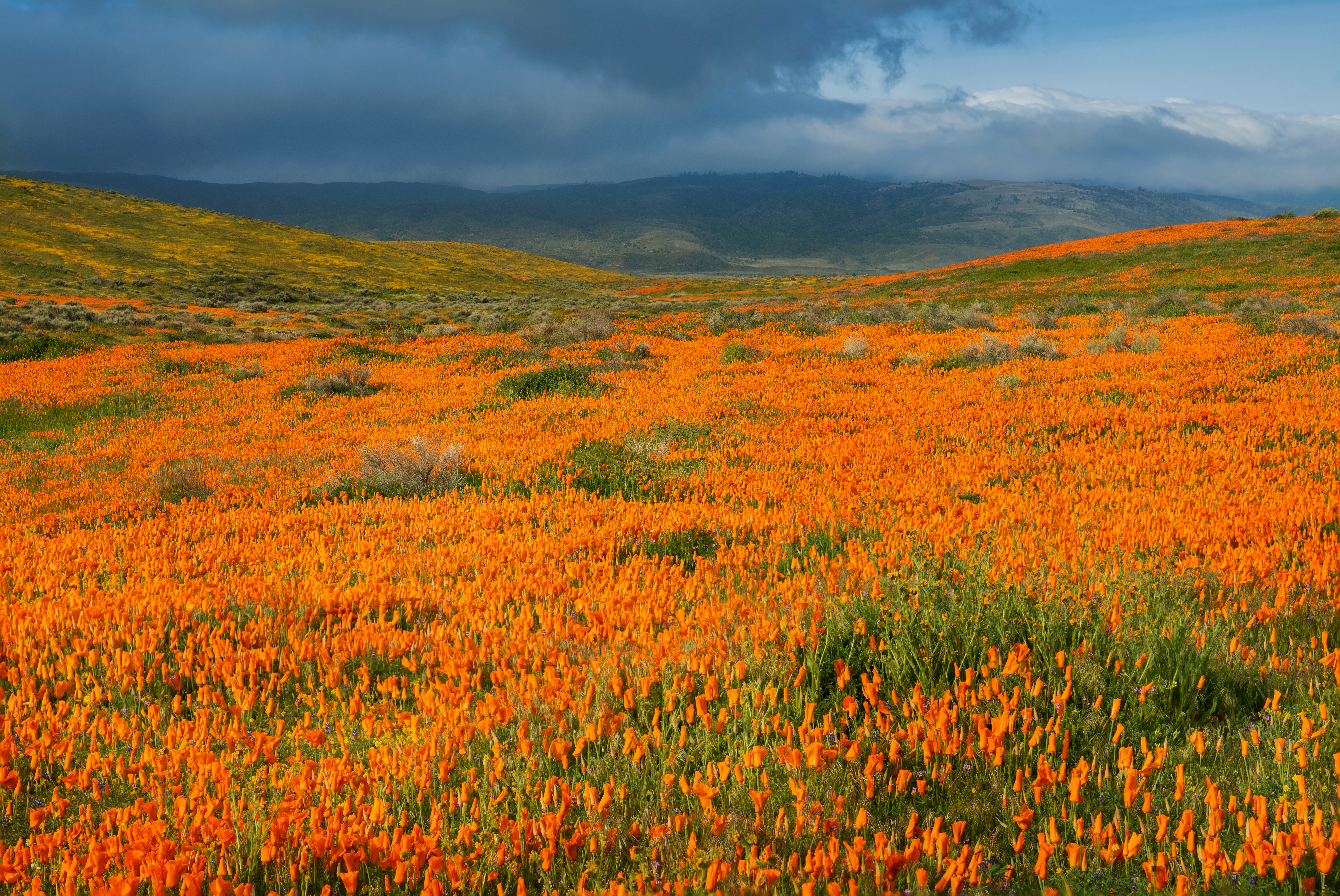 Mojave Desert Superbloom