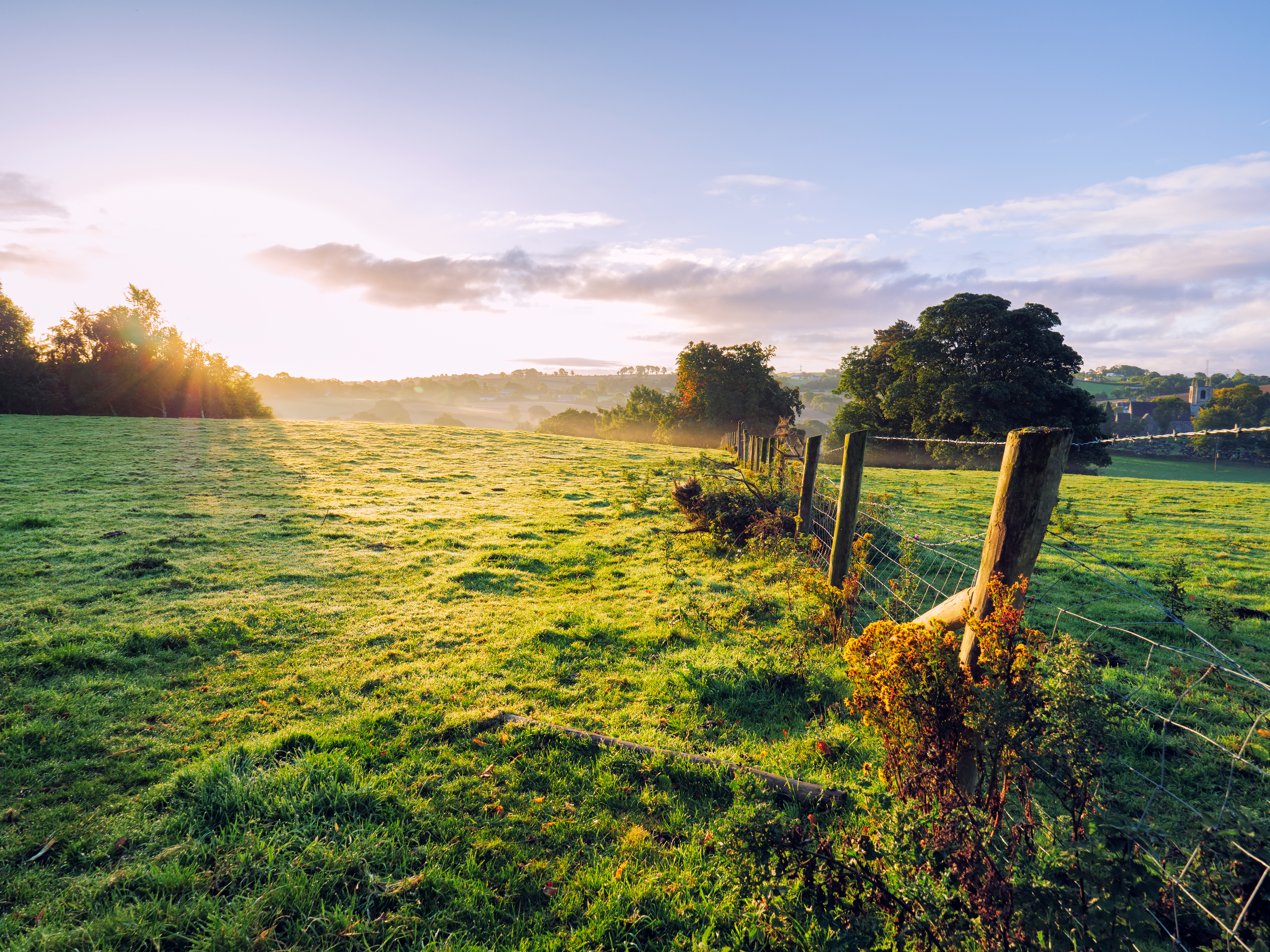 Early Autumn countryside morning overlooking a fence-line and a few trees.