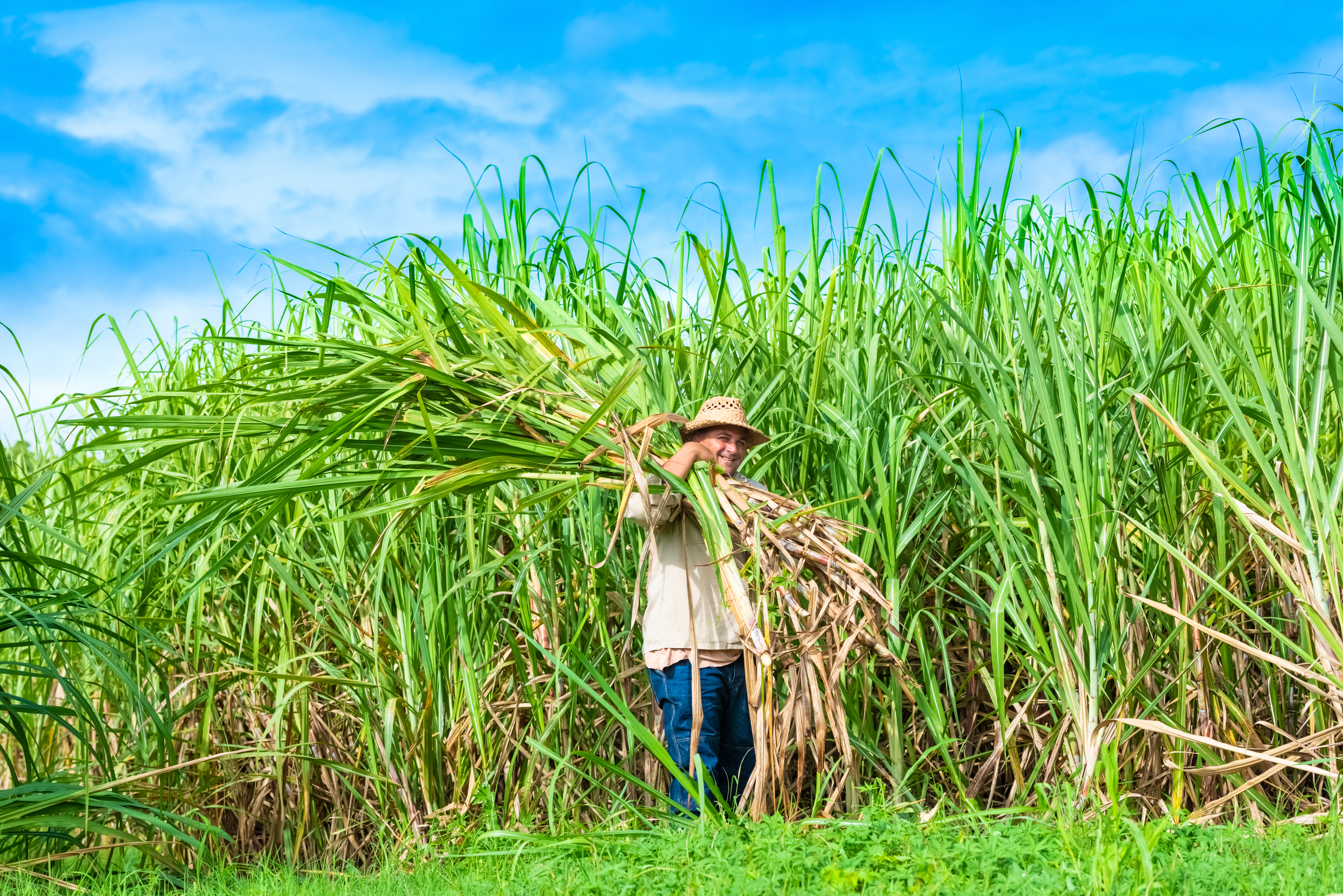 eco.business-ecuador-sugar