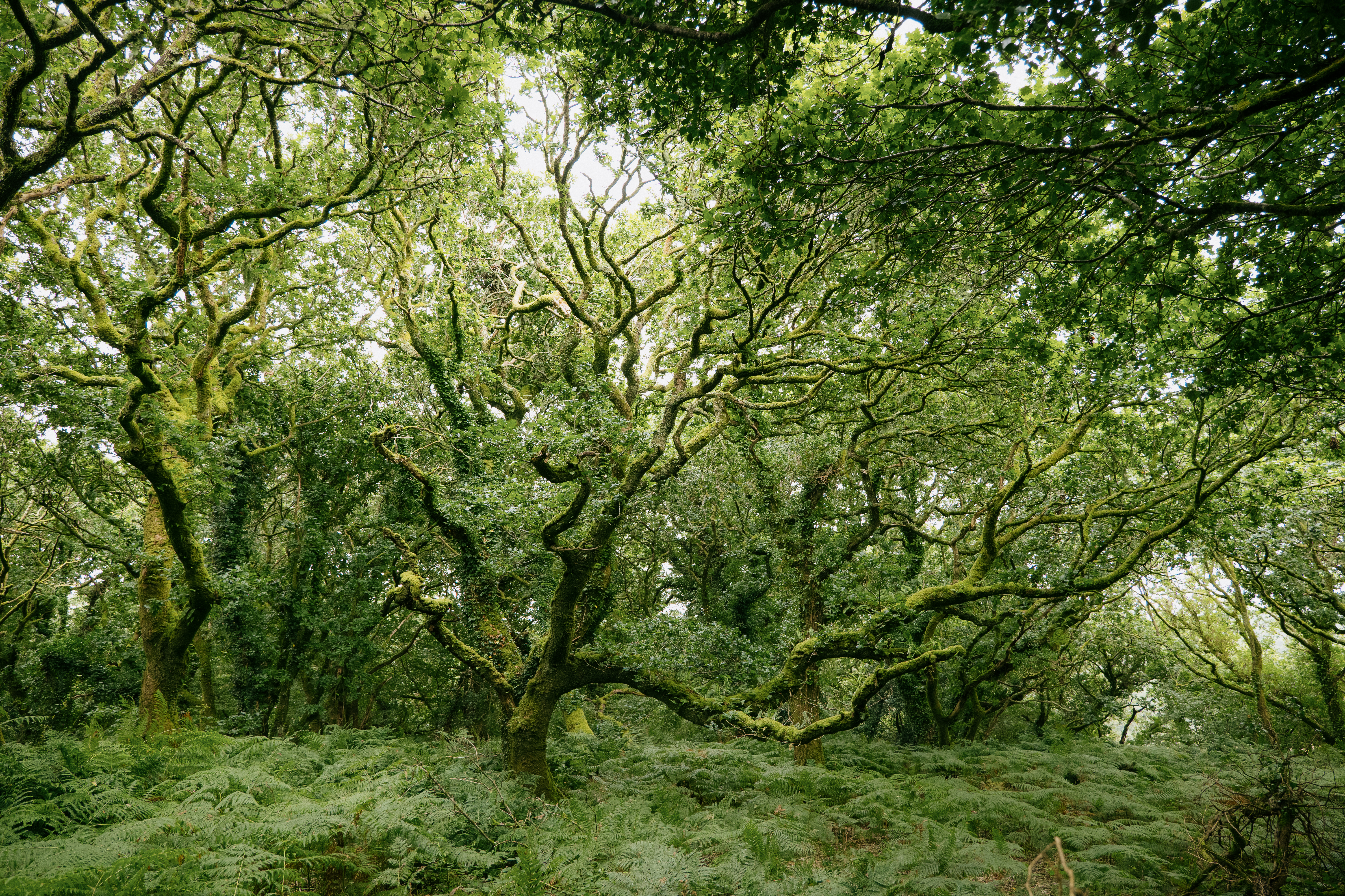 Celtic rainforest