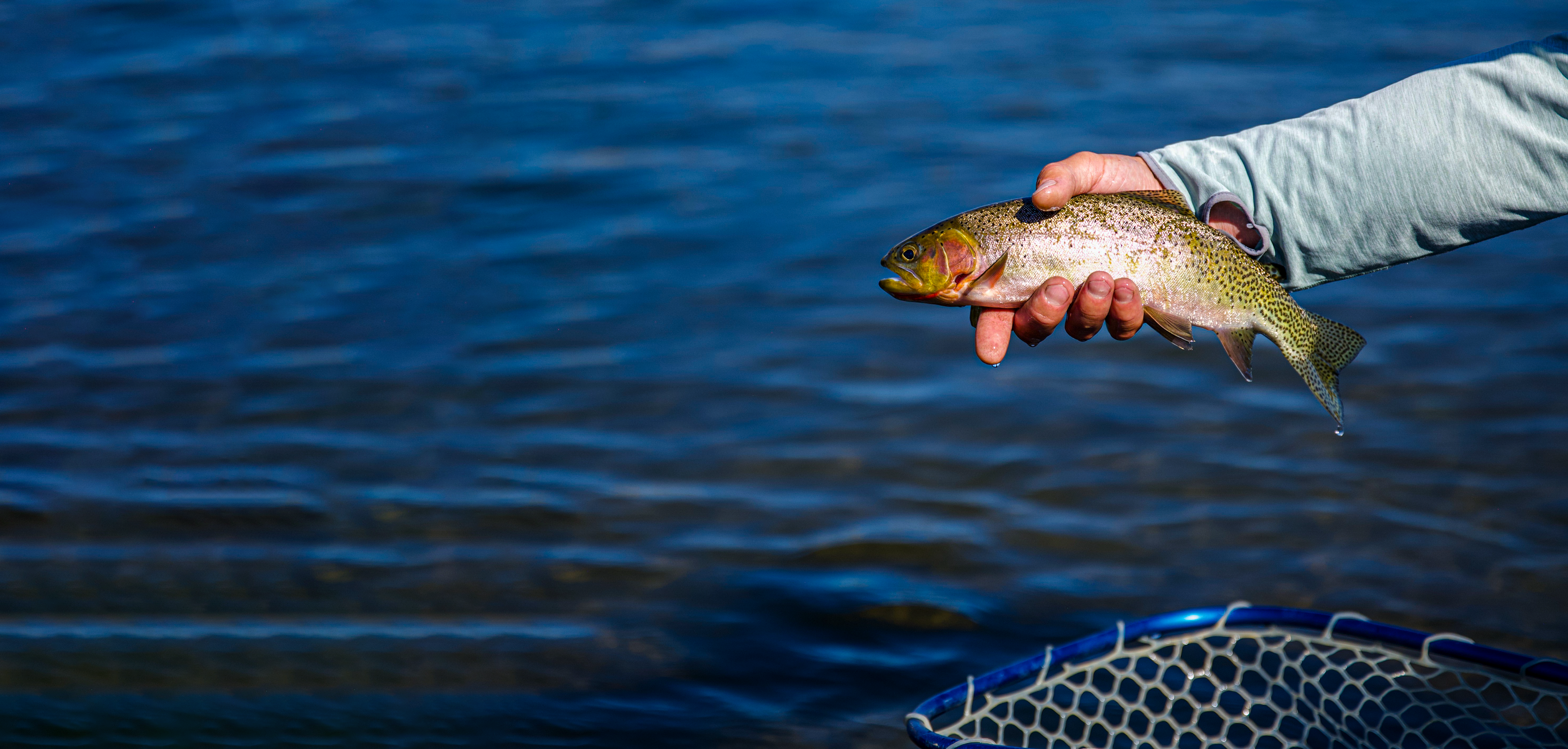 cutthroat trout