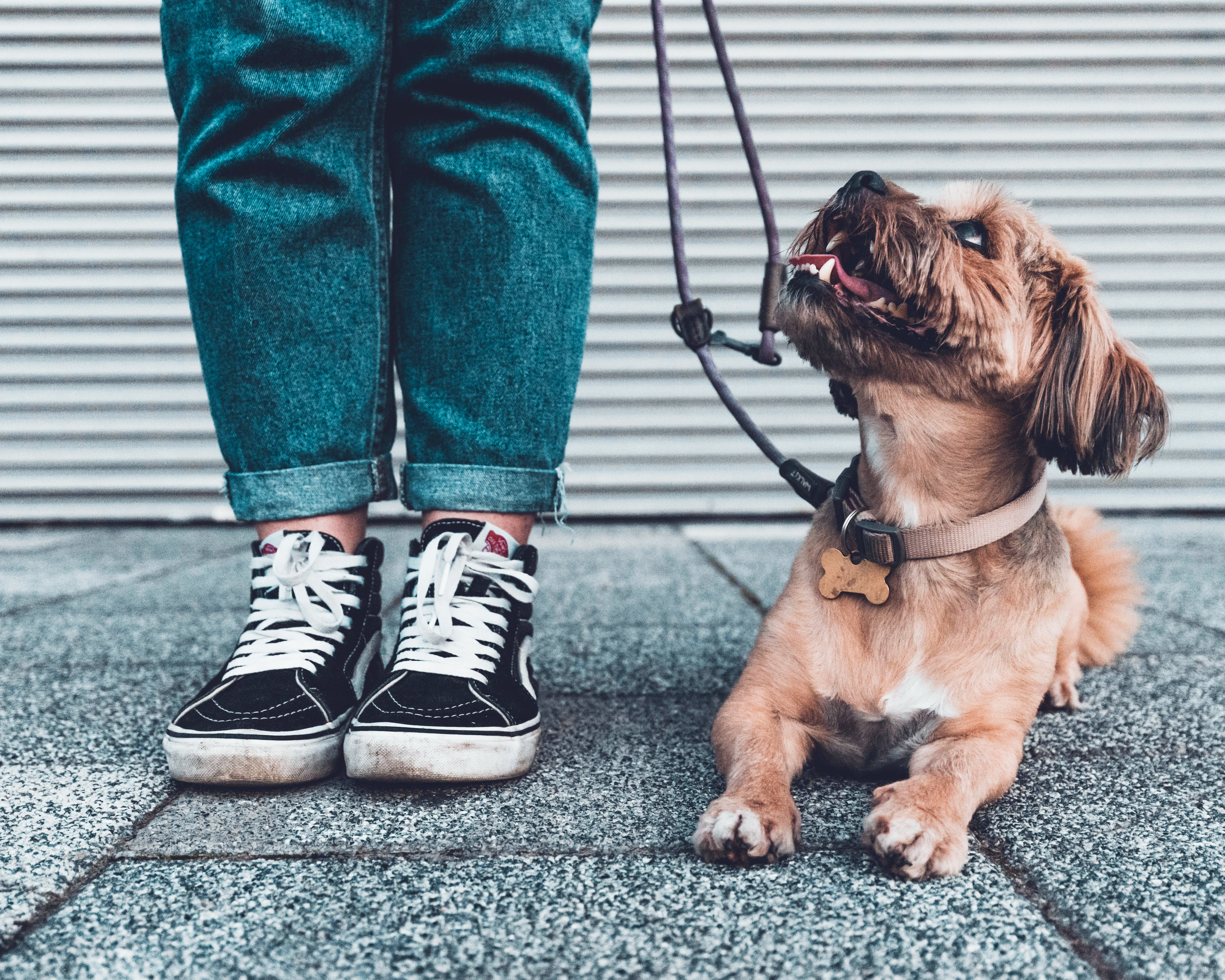 6 Essential Commands To Teach Your Dog (And How)