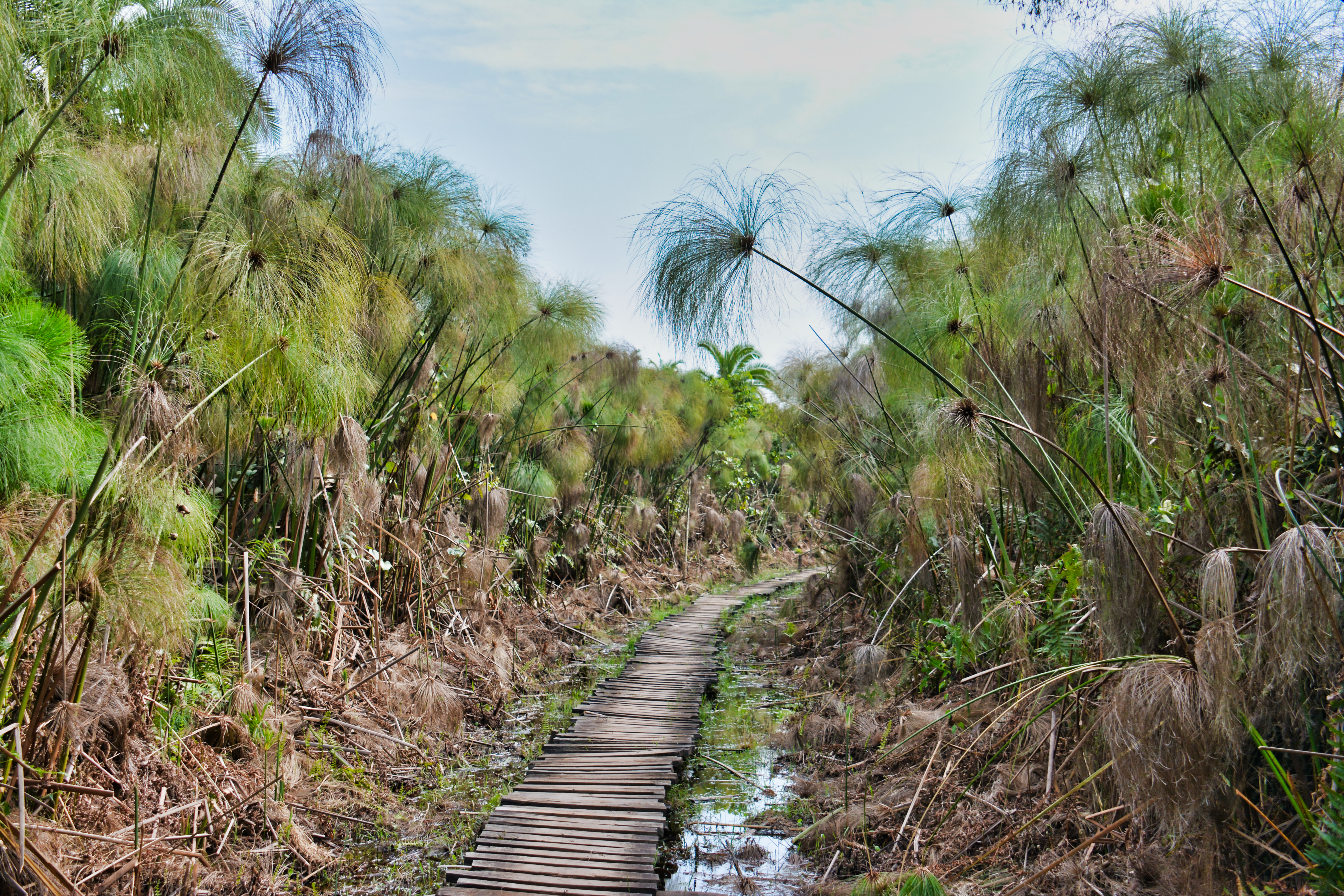 Ours. Papyrus, wetland, Kibale Forest Uganda