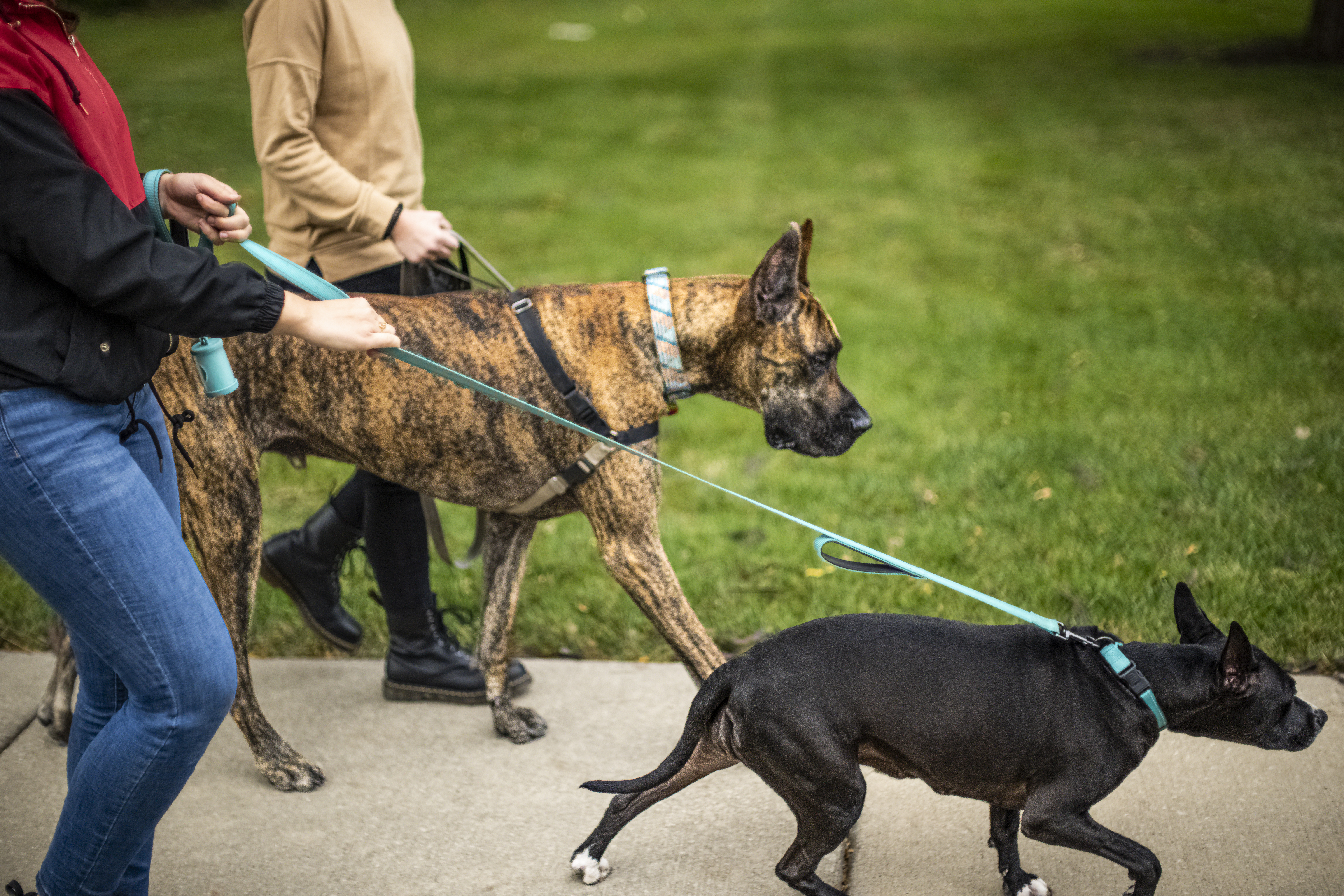 Dogs walking on leashes