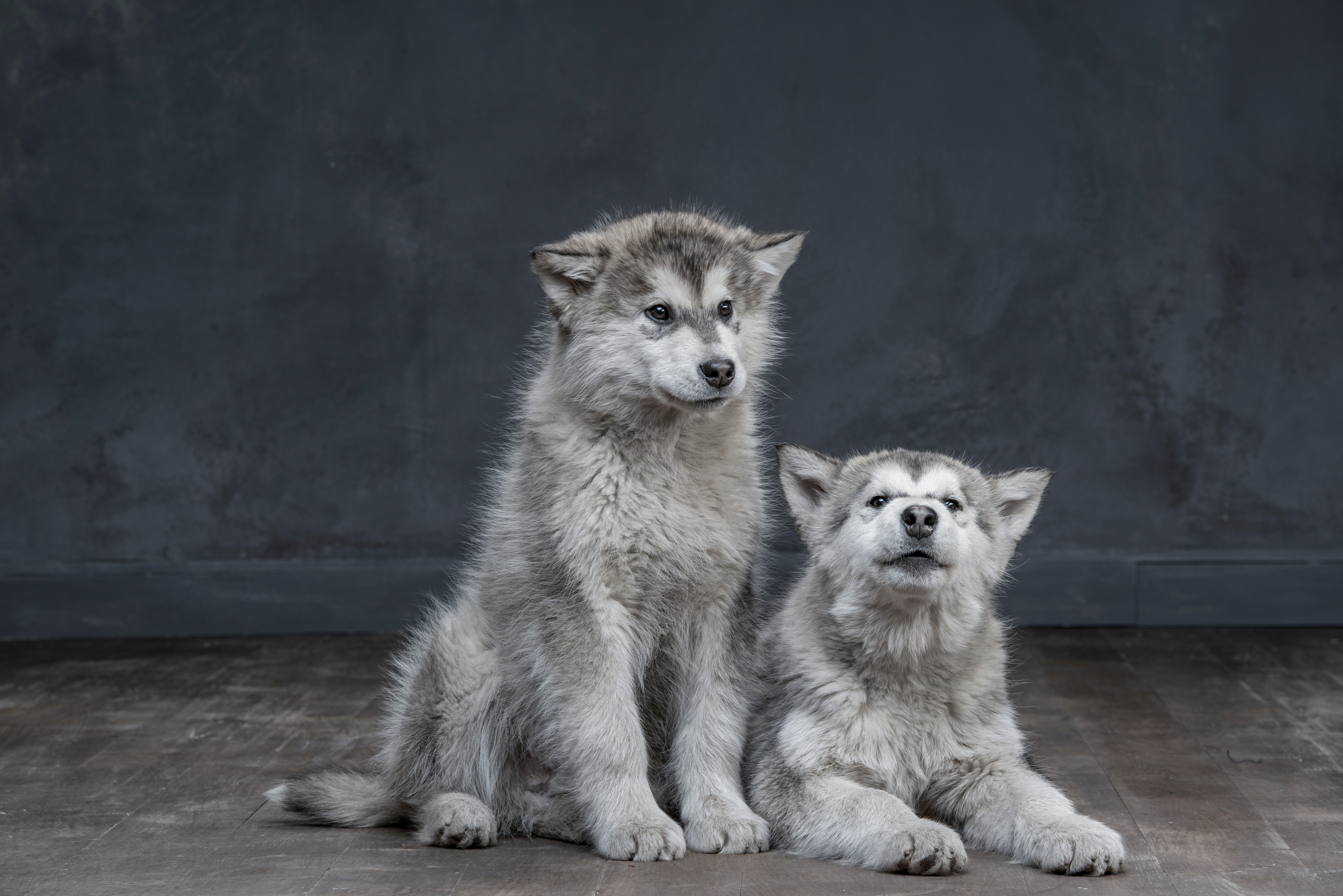 Alaskan Malamute Puppy