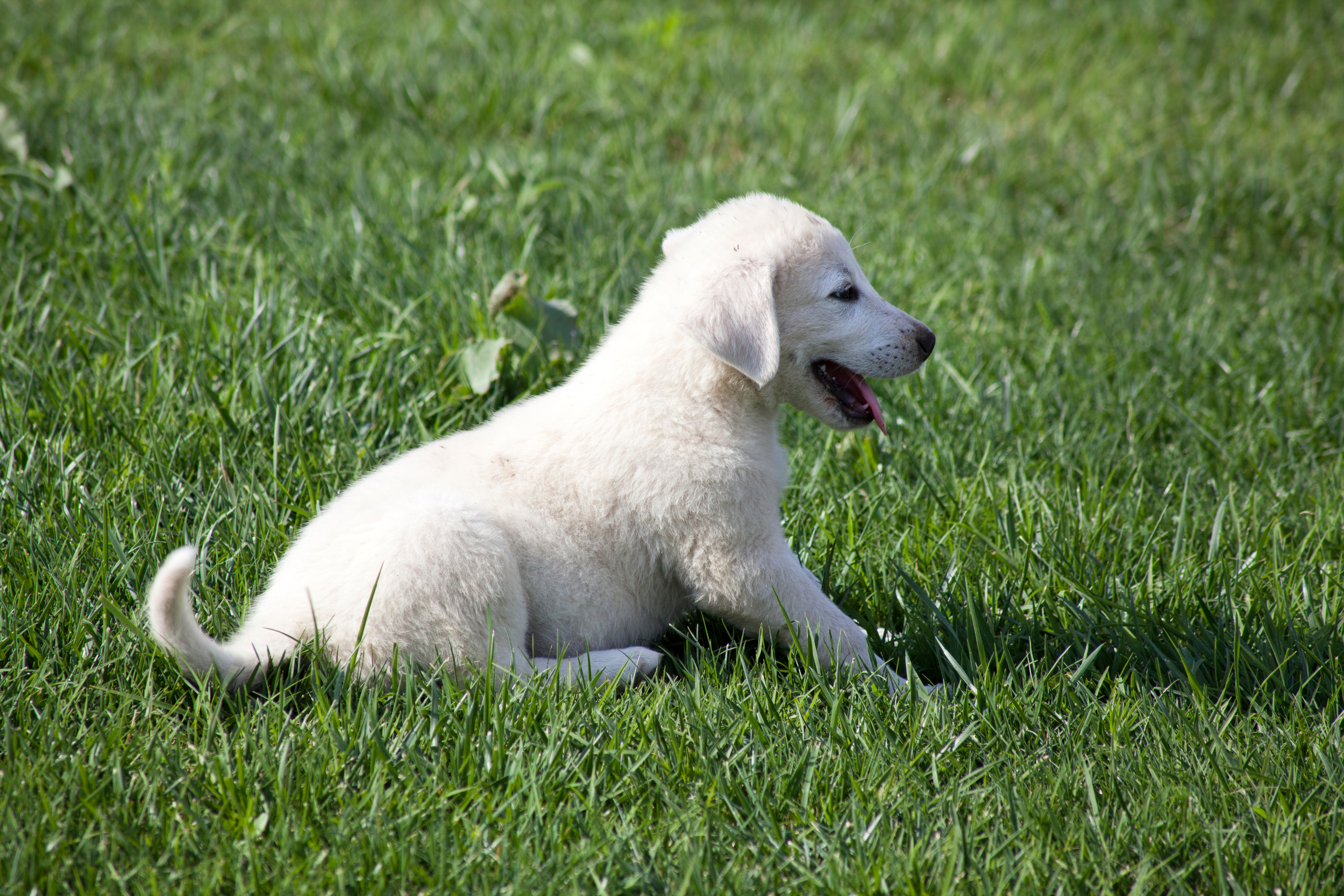 Anatolian Shepherd Dog Puppy