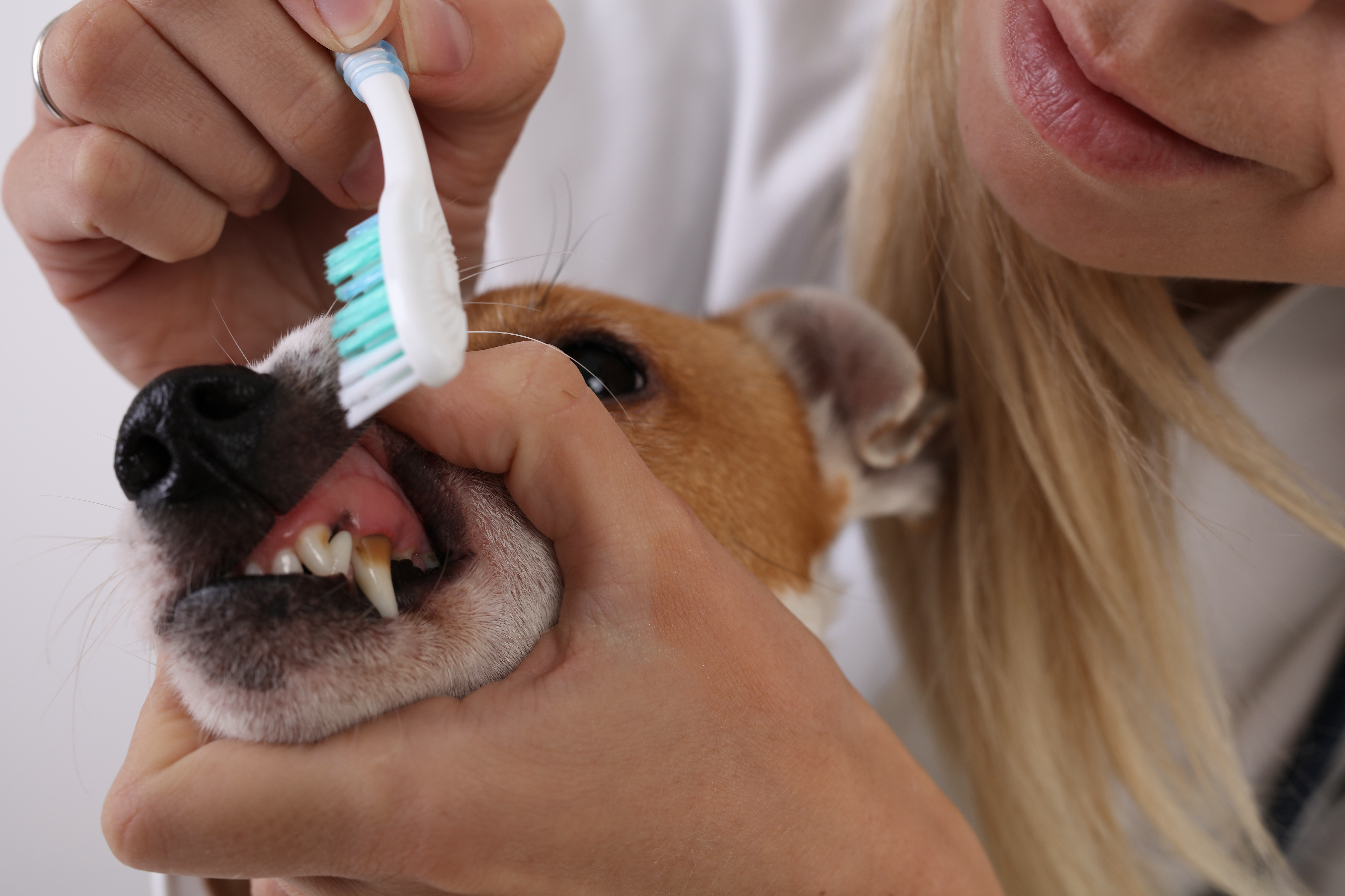 dog-toothbrush-how-to-guide