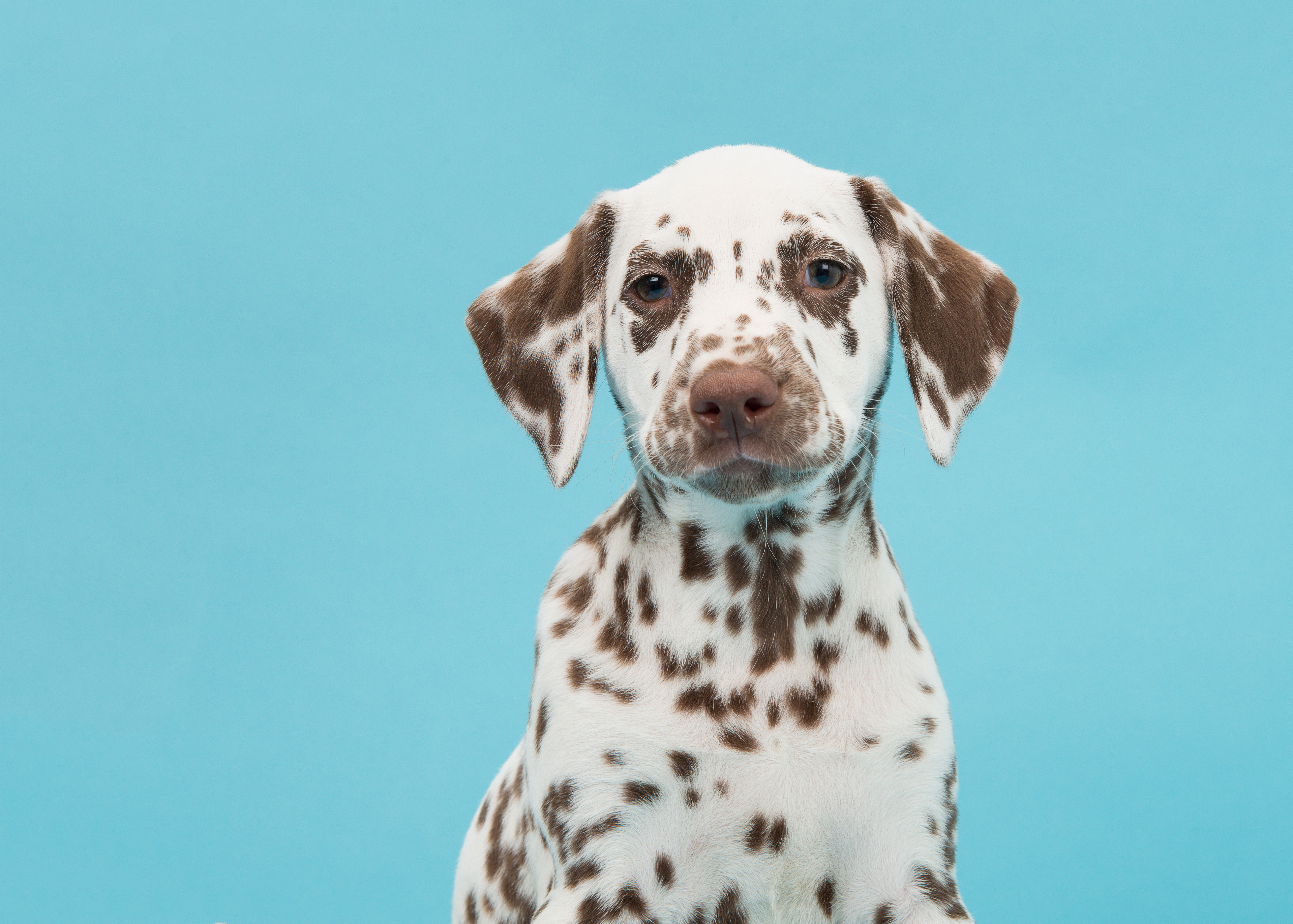 Dalmatian Puppy