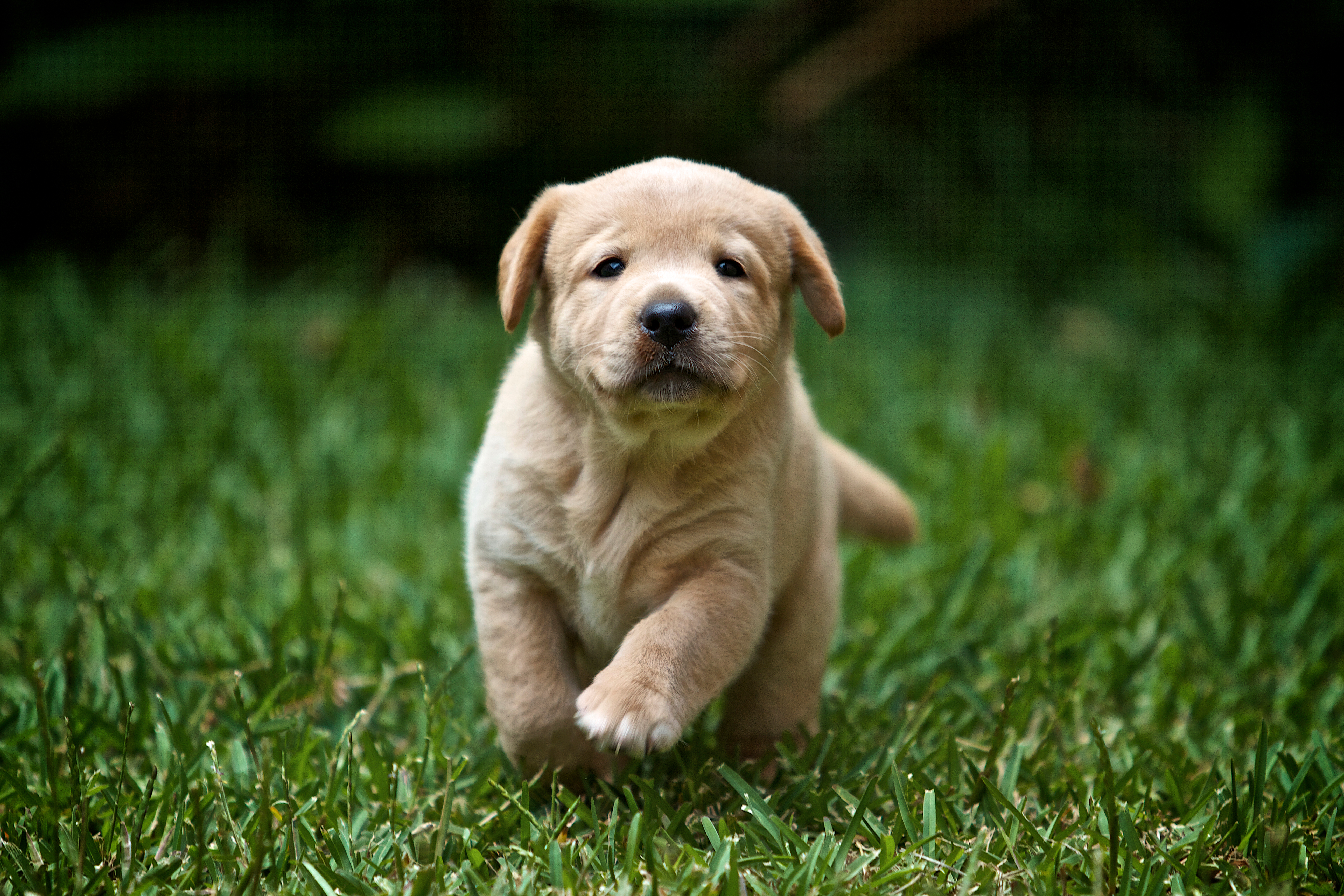 Labrador Retriever Puppy