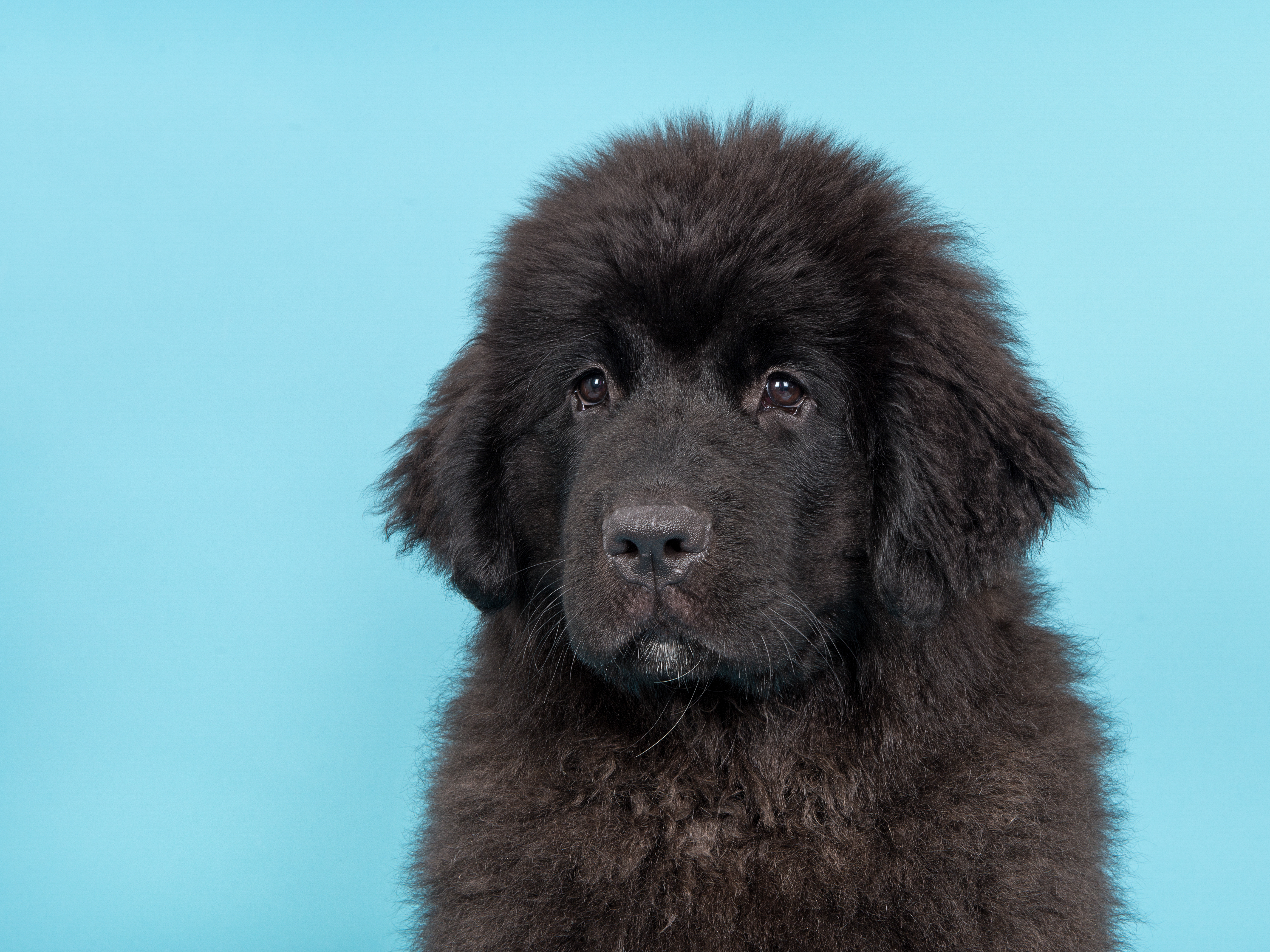 Newfoundland Puppy