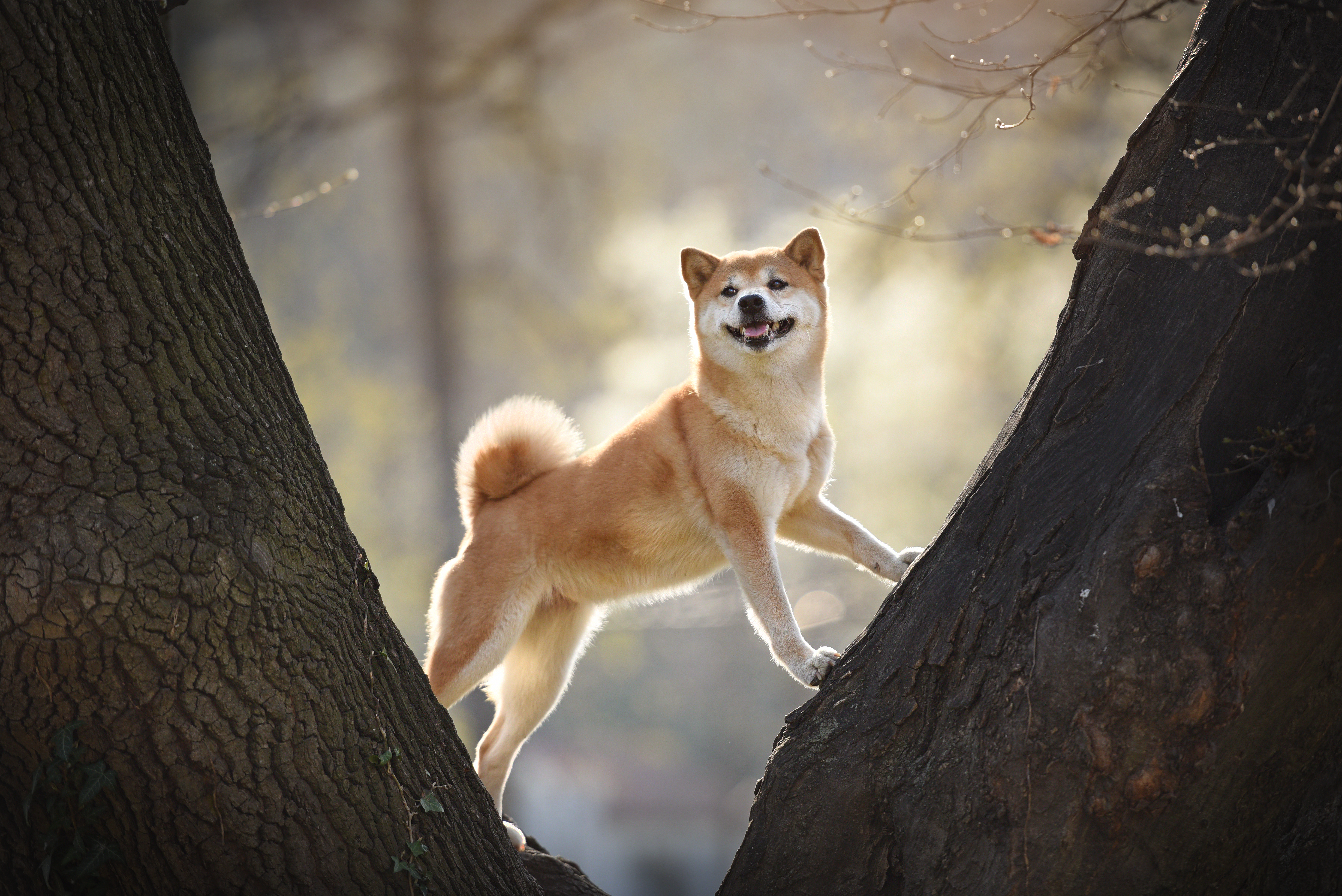 Shiba Inus Dog Food Grooming Health Exercise And More