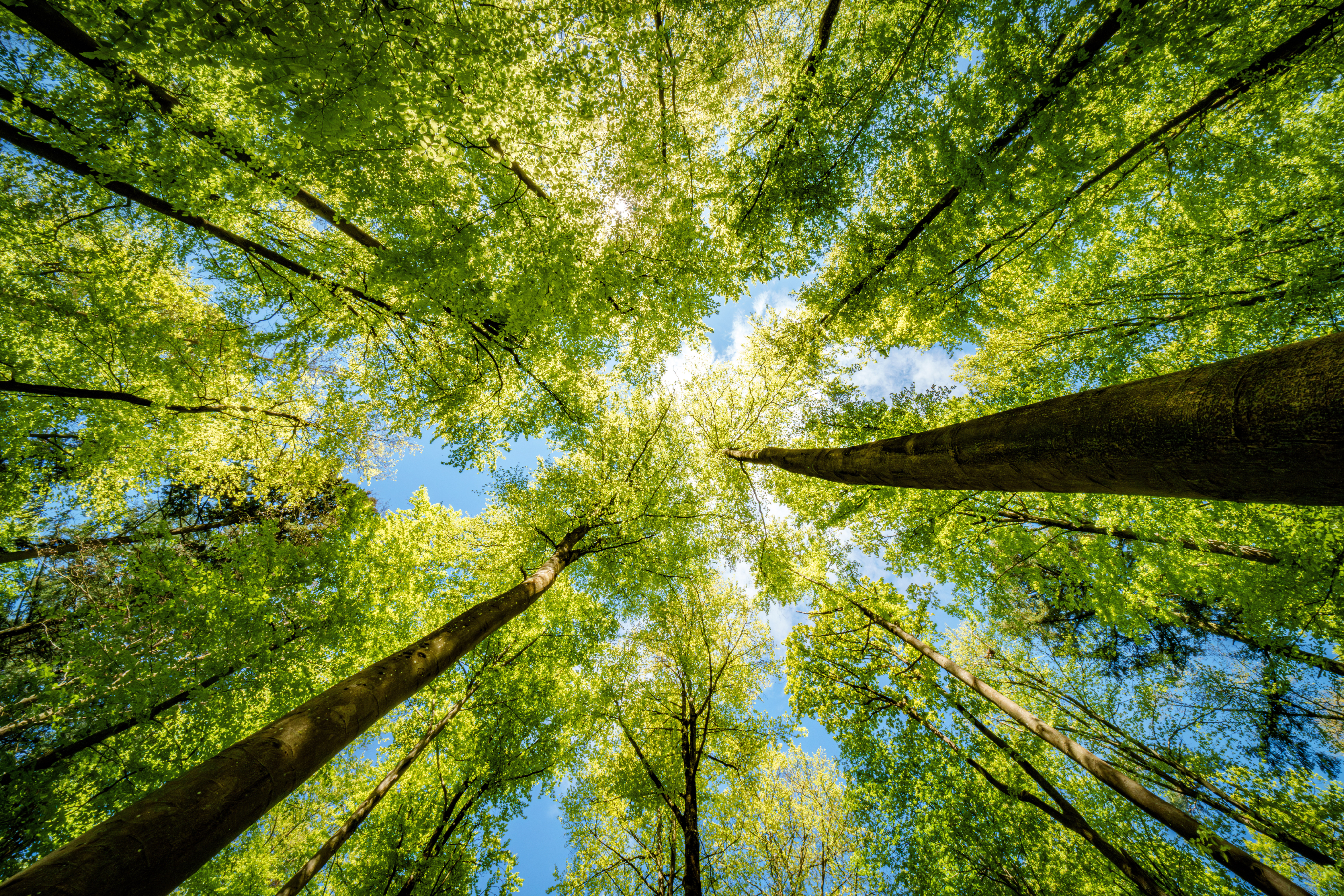 environment