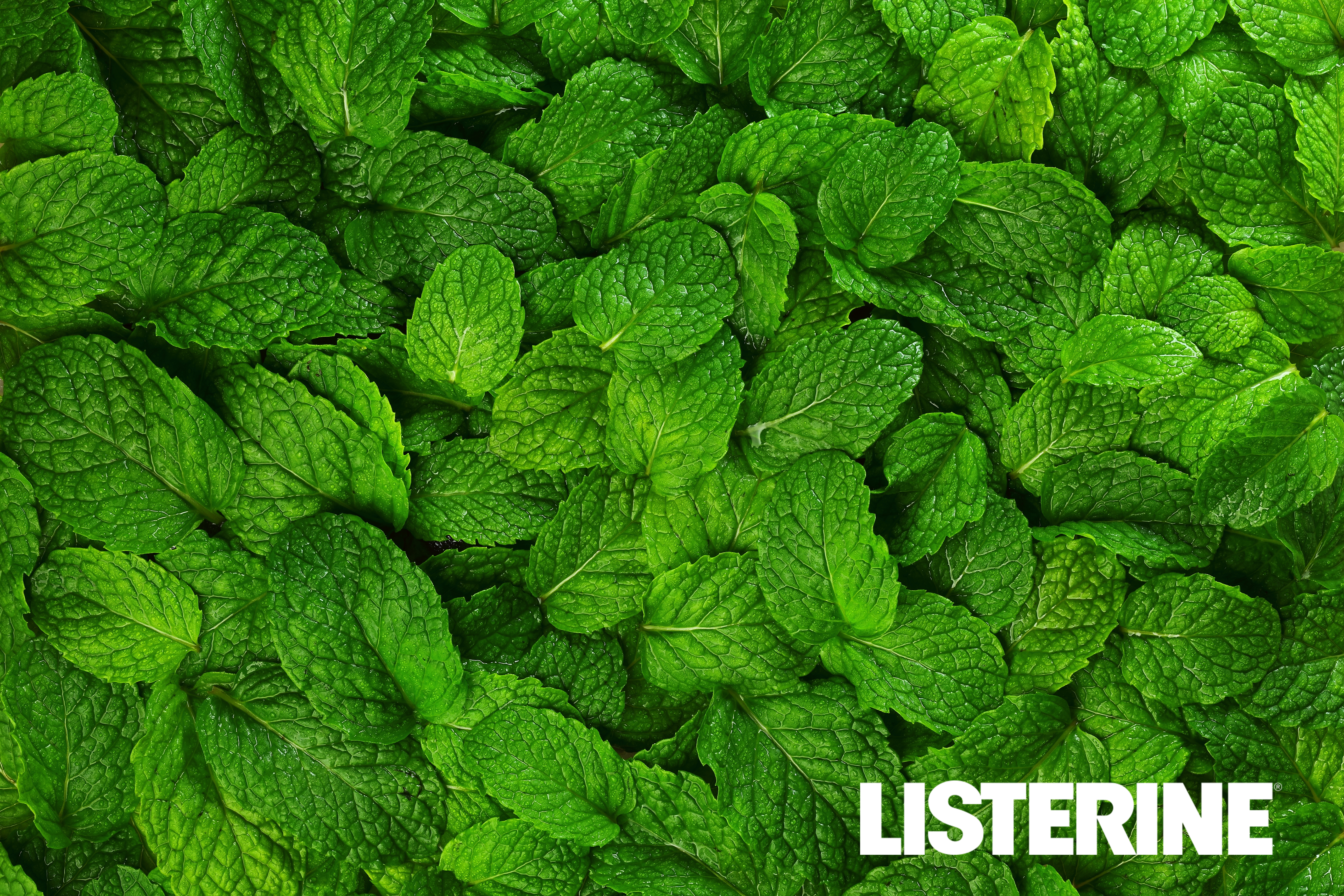 mint leaves with liseterine