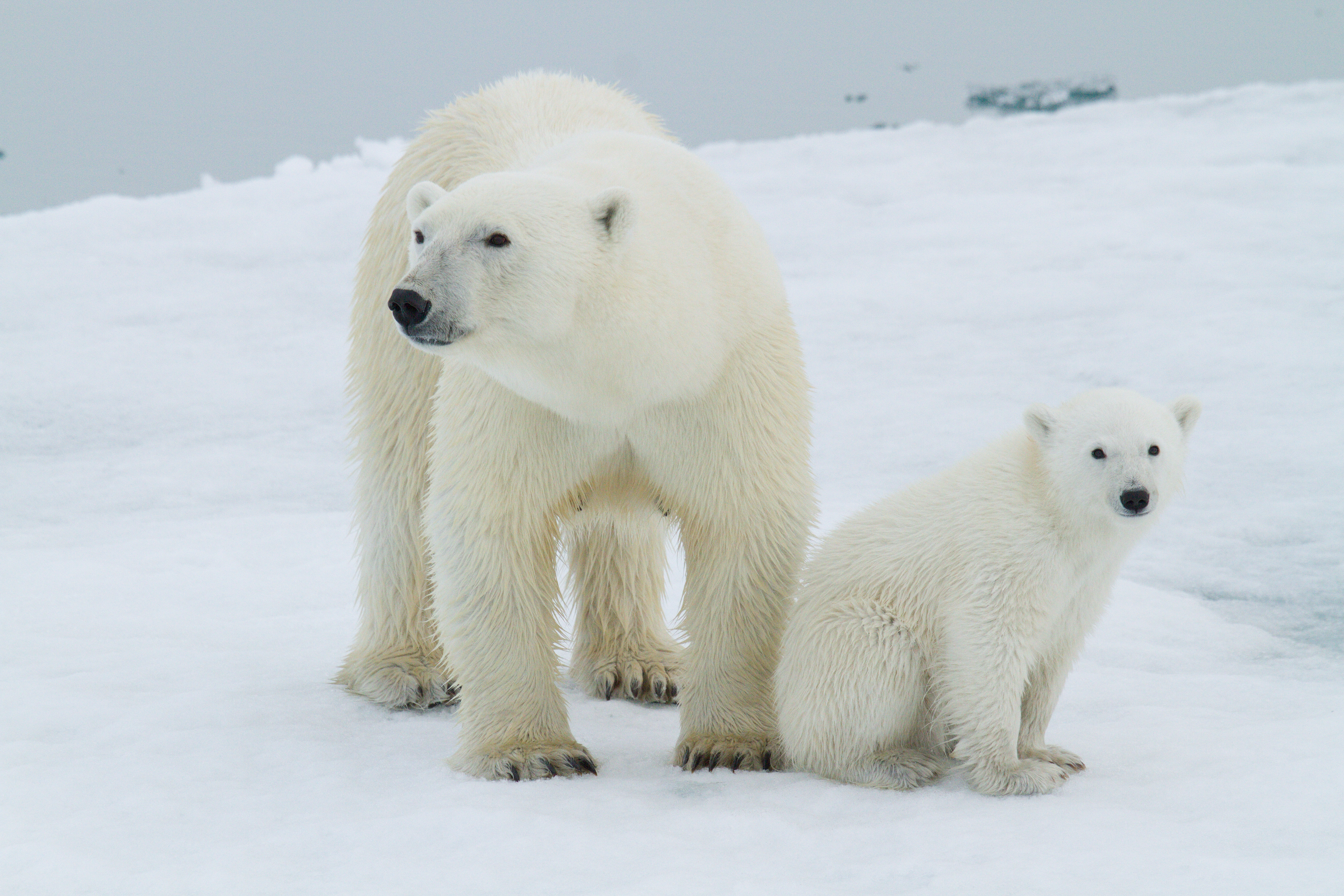 KT Miller - Polar bears international - polar bears