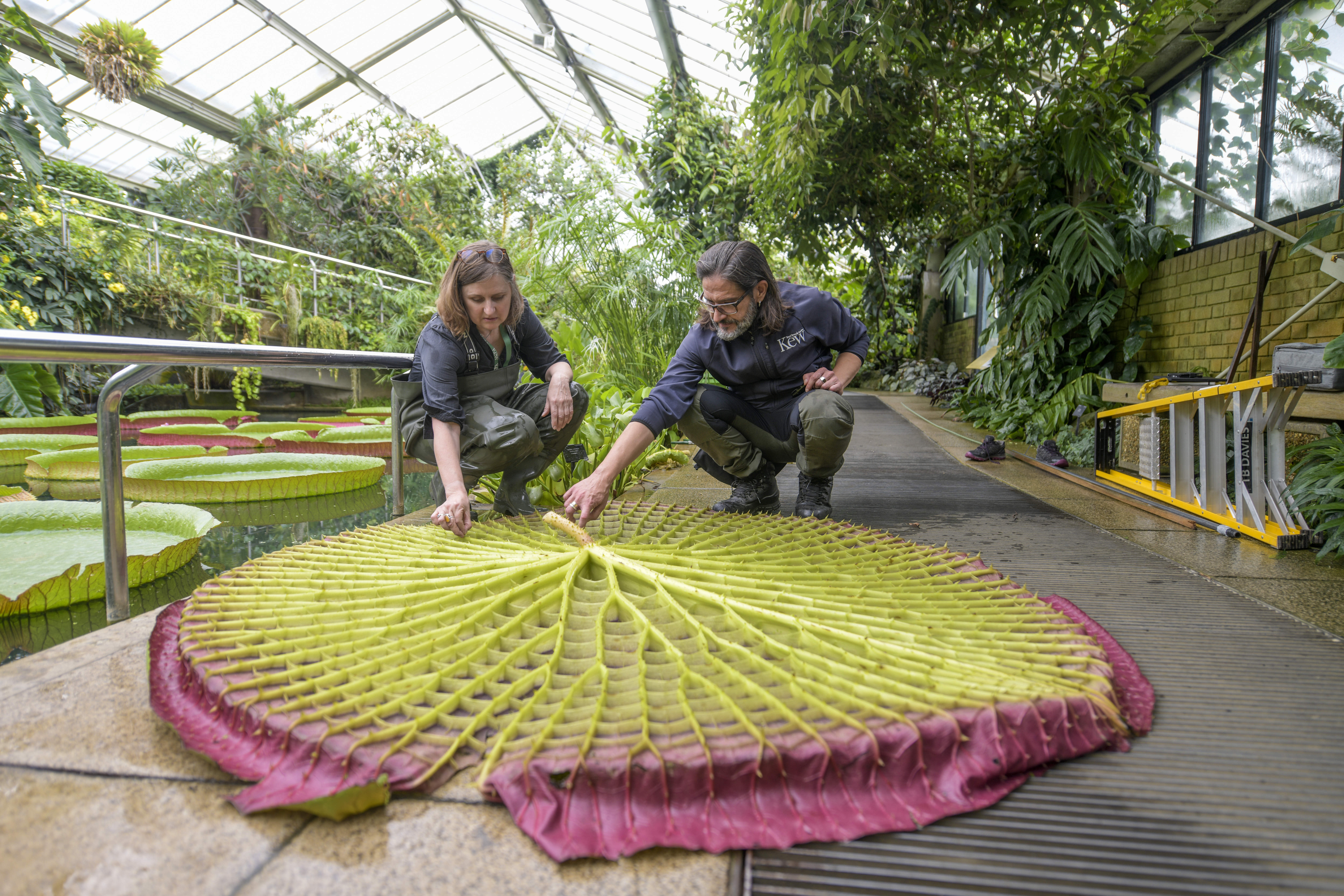 Lucy and Carlos with V.boliviana. Credit RBG Kew. (5)