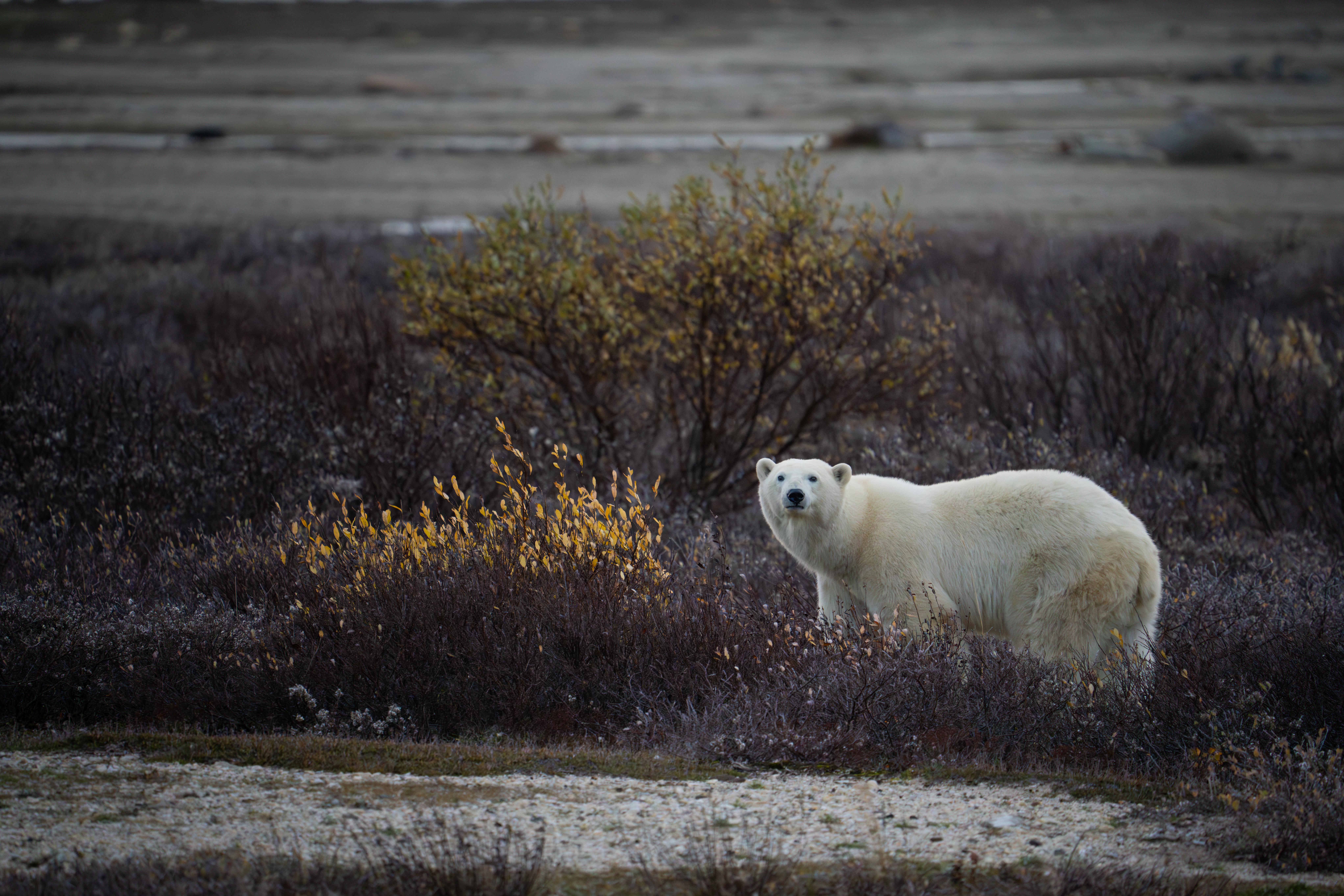 Polar bear/Erinn Hermsen/Polar Bears International (PBI)/Submitted to The Weather Network