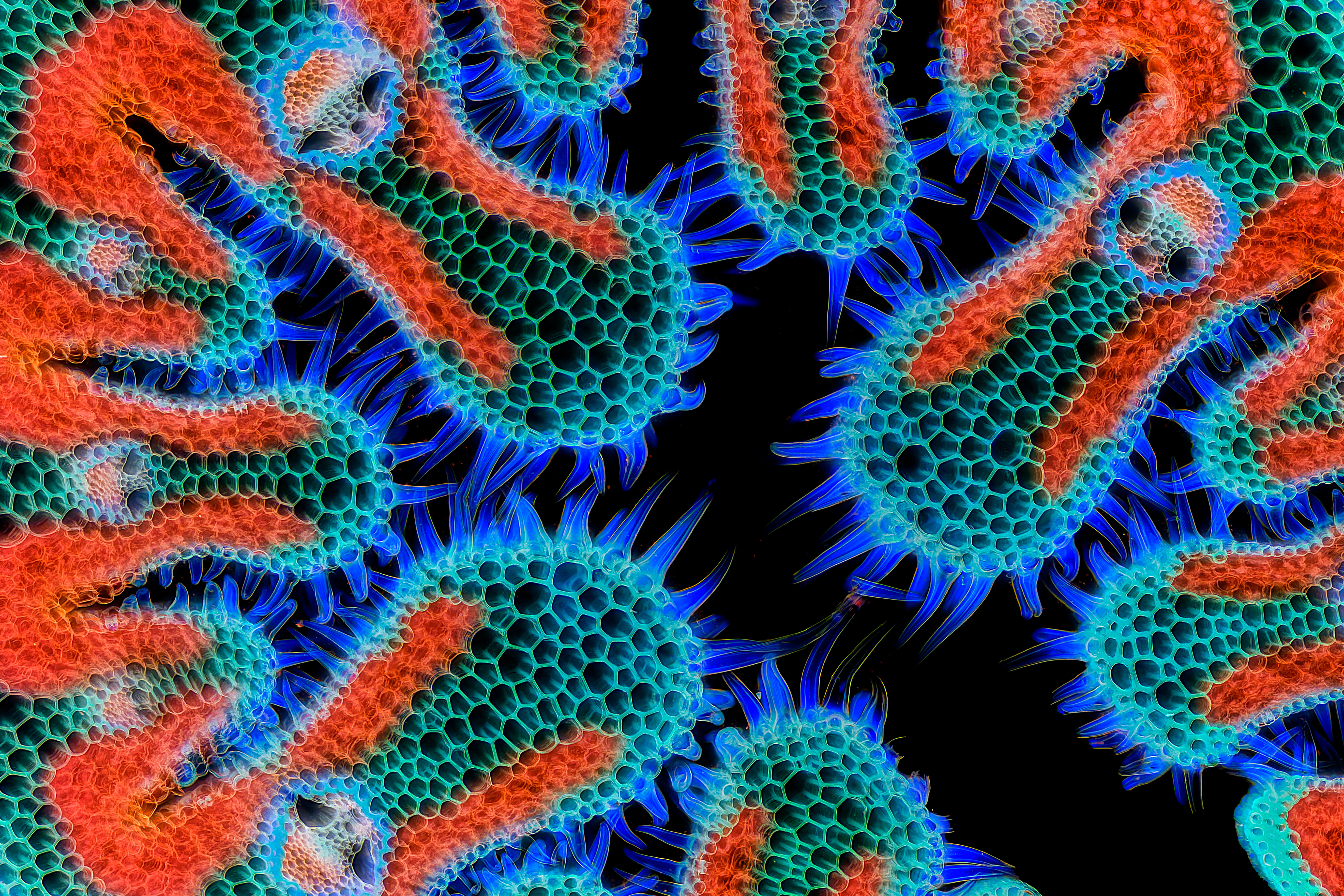 Nikon small world 7th - 2024 Vlcek Gerhard 