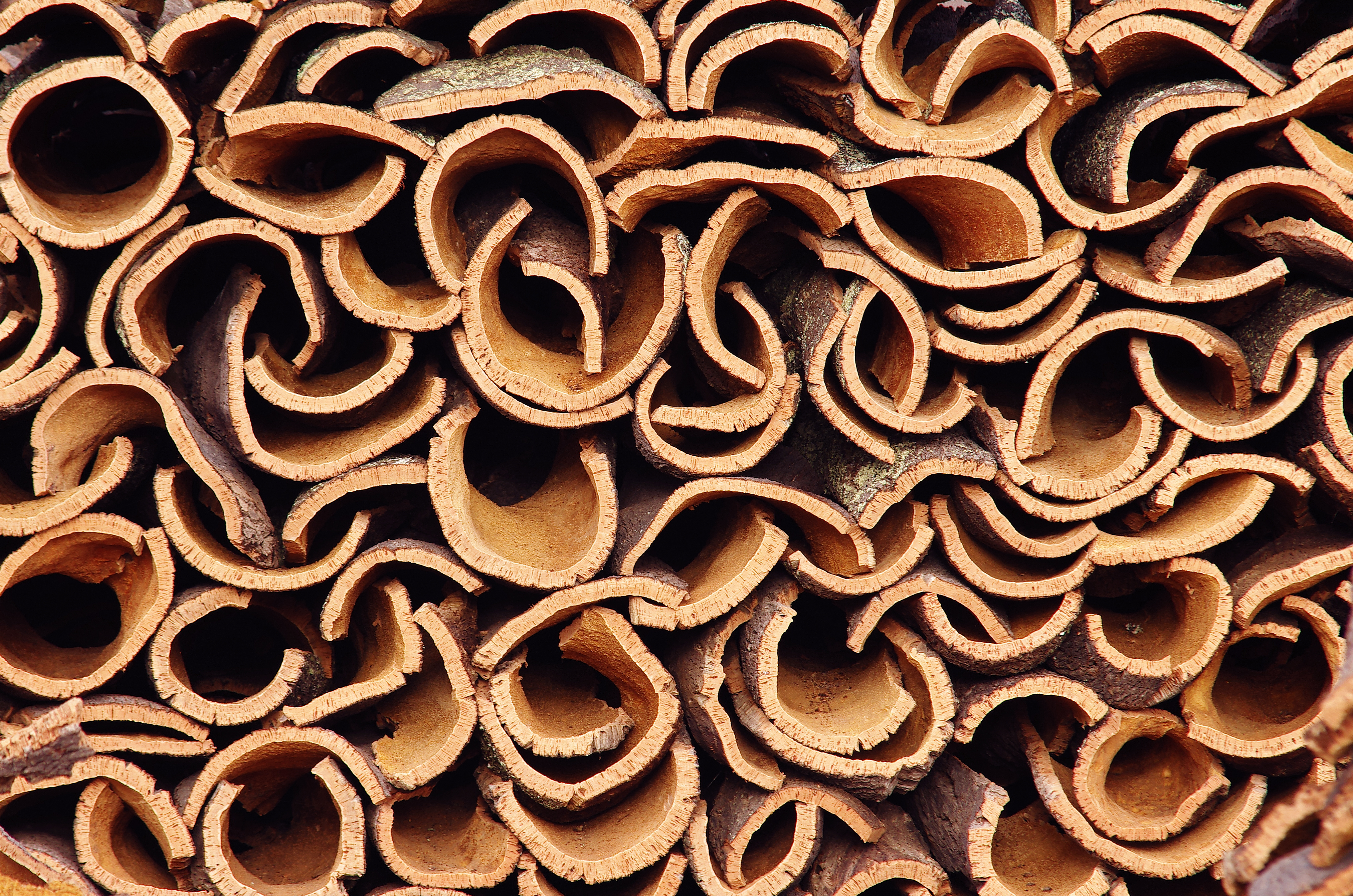Climate Change Lessons From an Unlikely Source — America’s Forgotten Cork Crisis