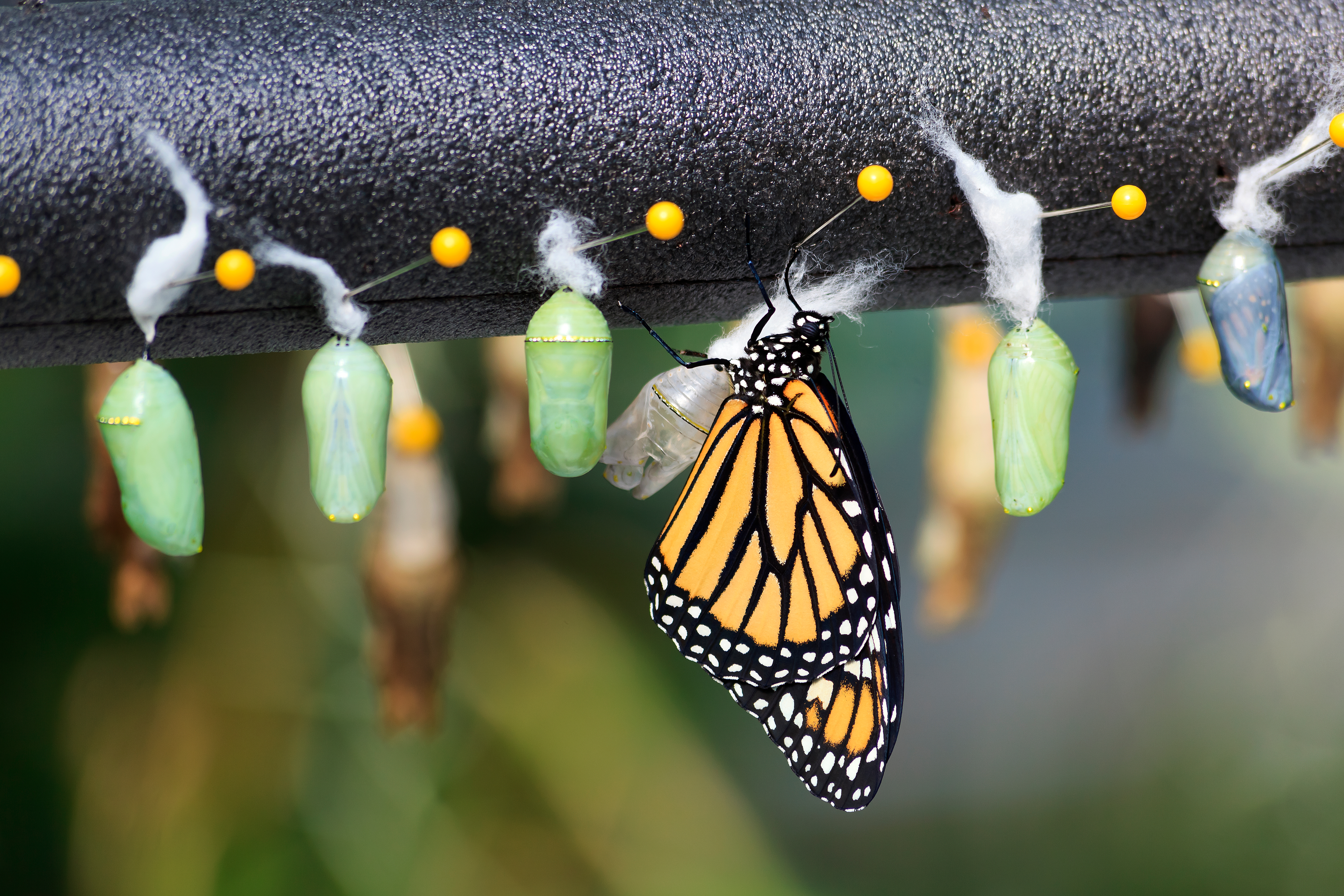 Is Hand Rearing Butterflies Actually Helpful To Monarch
