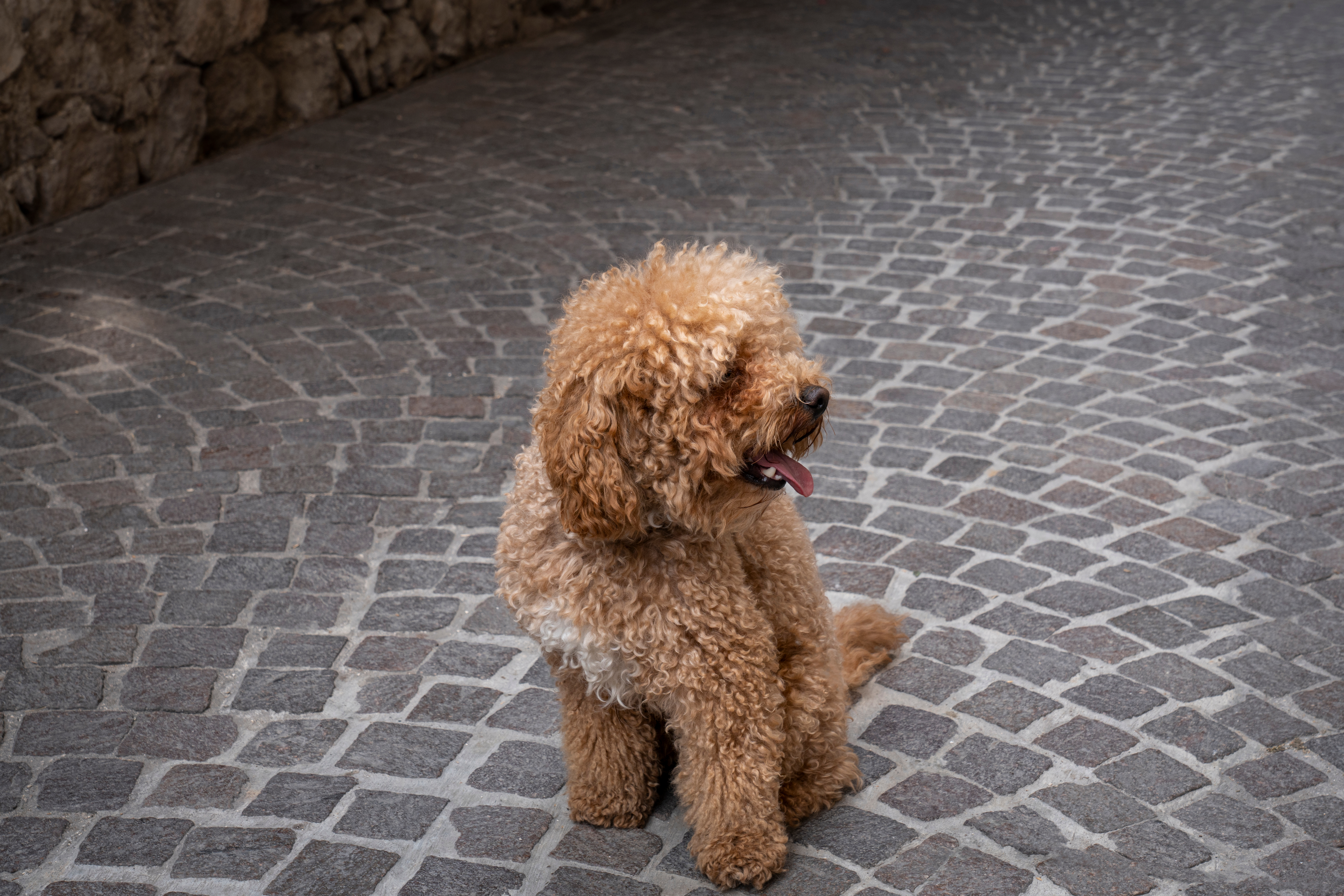 chien frisé beige