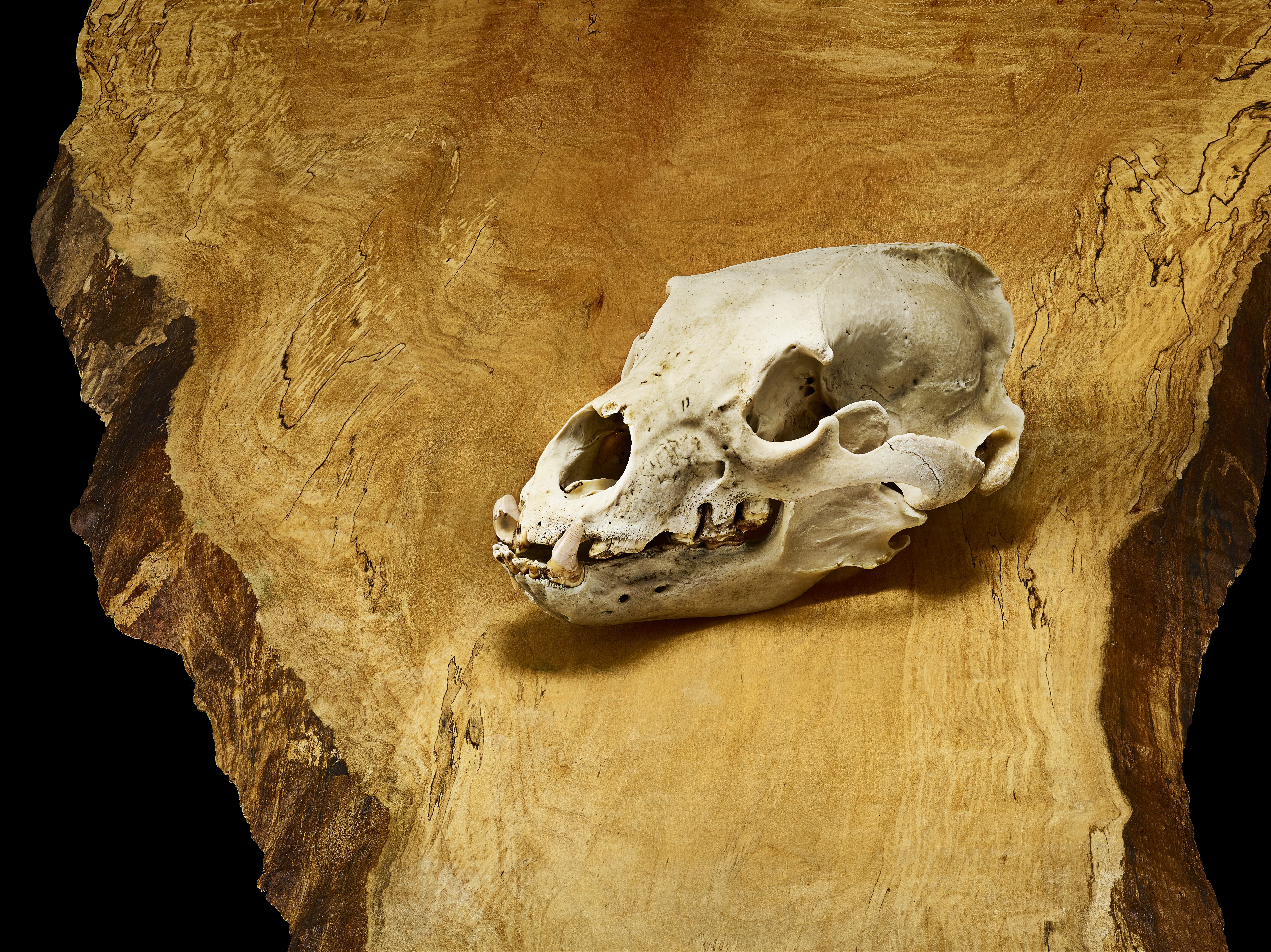 a bleached bear skull rests on a wooden table
