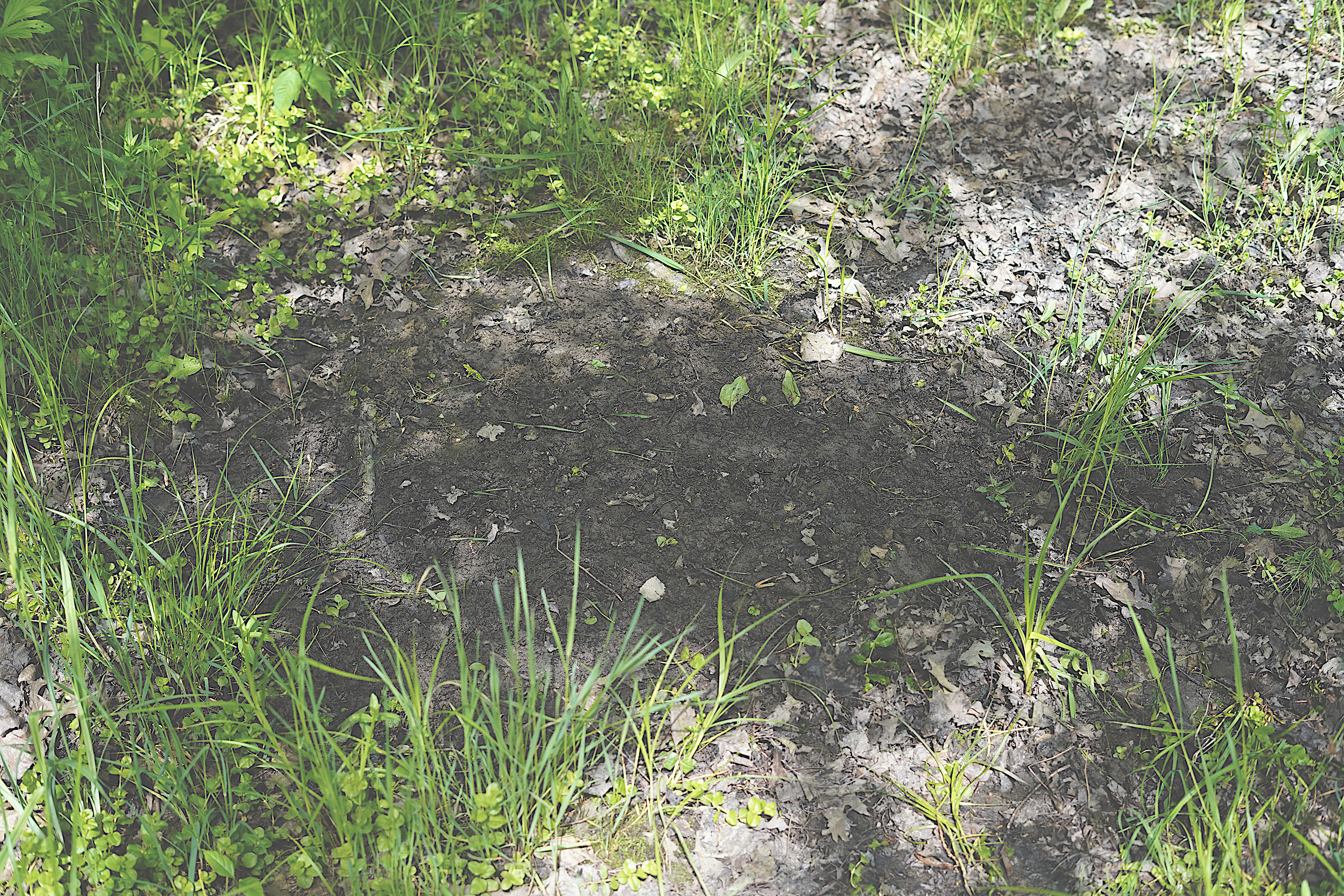 A mock scrape of cleared earth in a grassy area. 