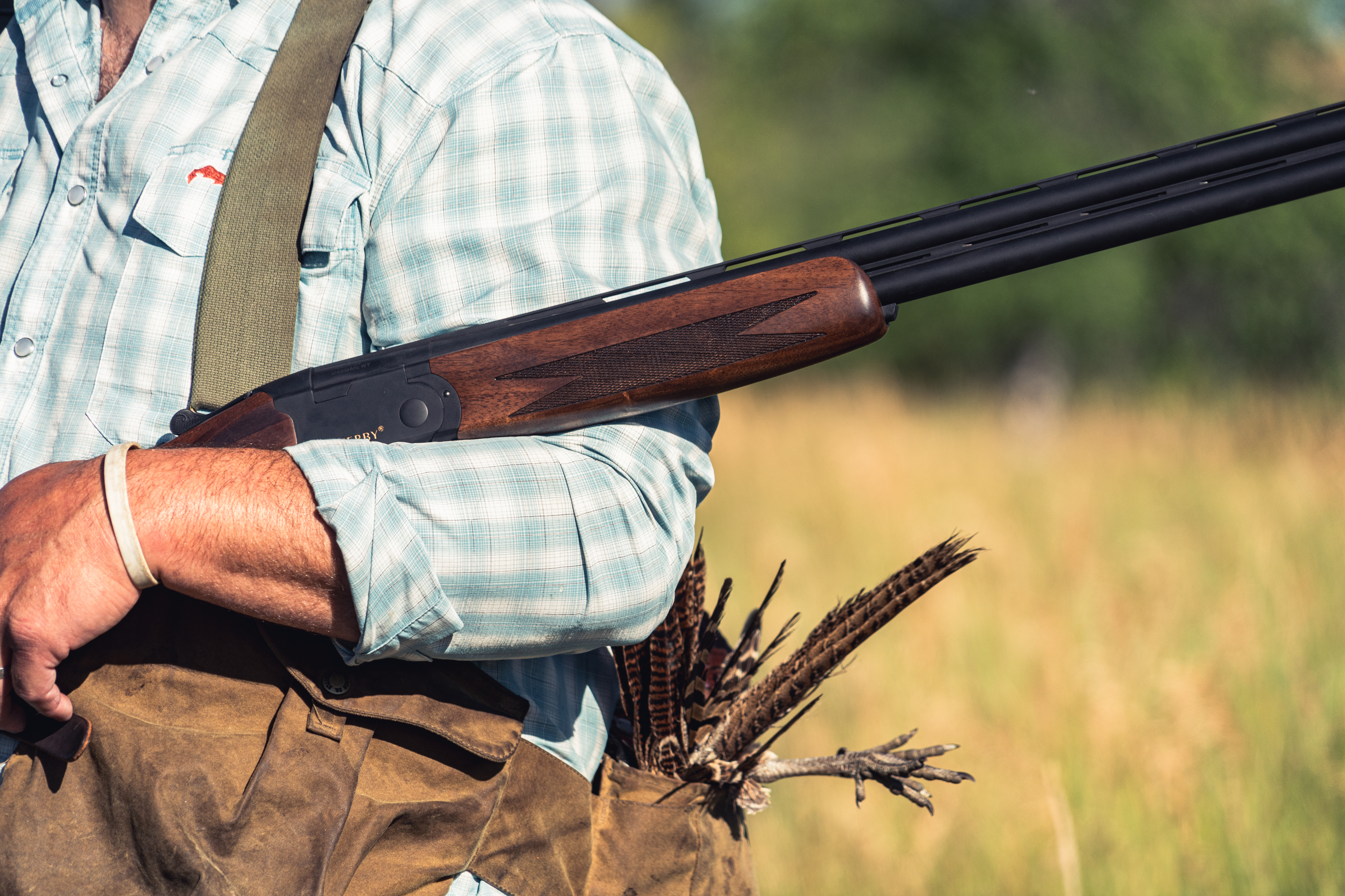 A hunter cradles a shotgun in his arm, while pheasant feather poke out of his hunting vest. 