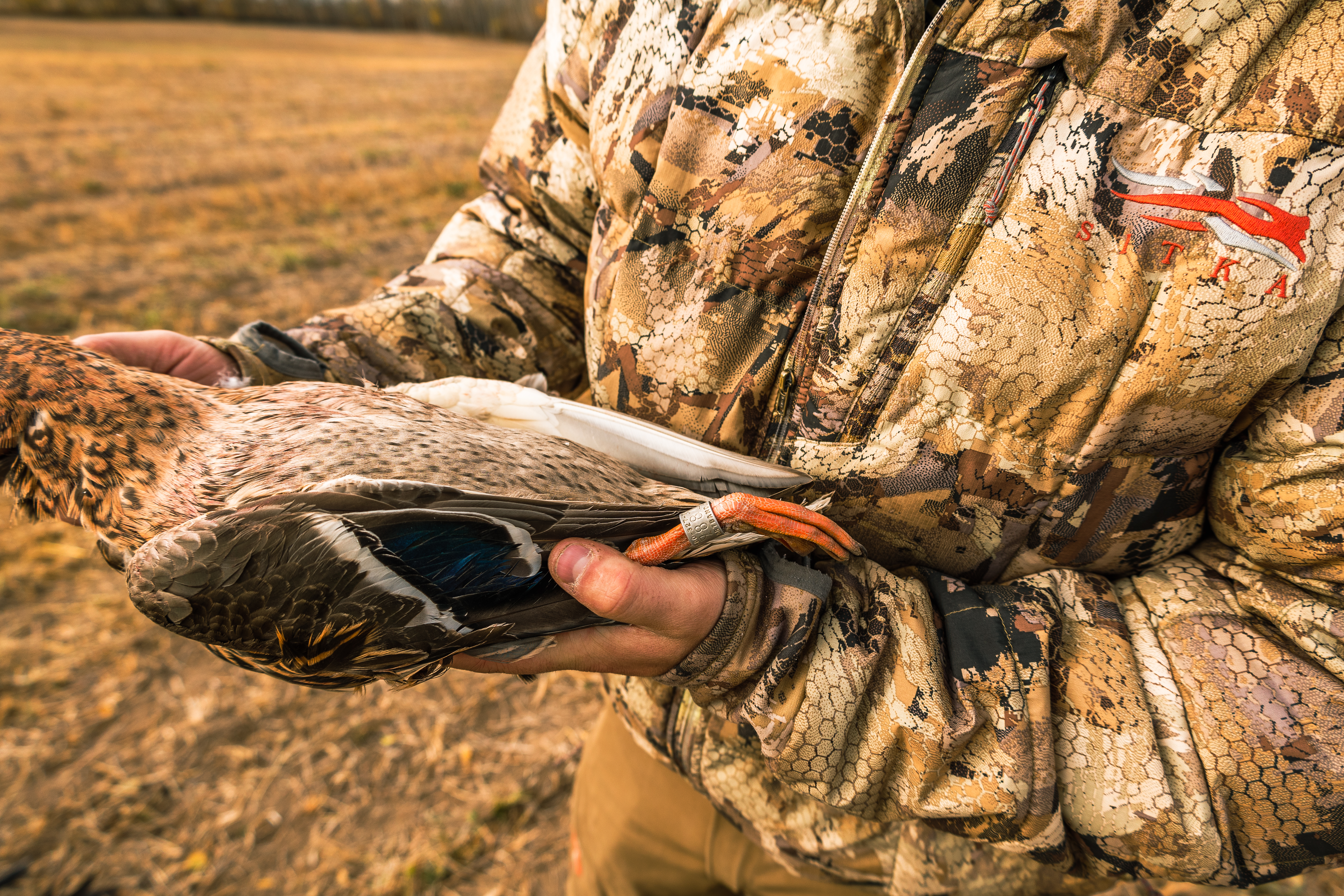 Hunter holding up a banded hen mallard in a field