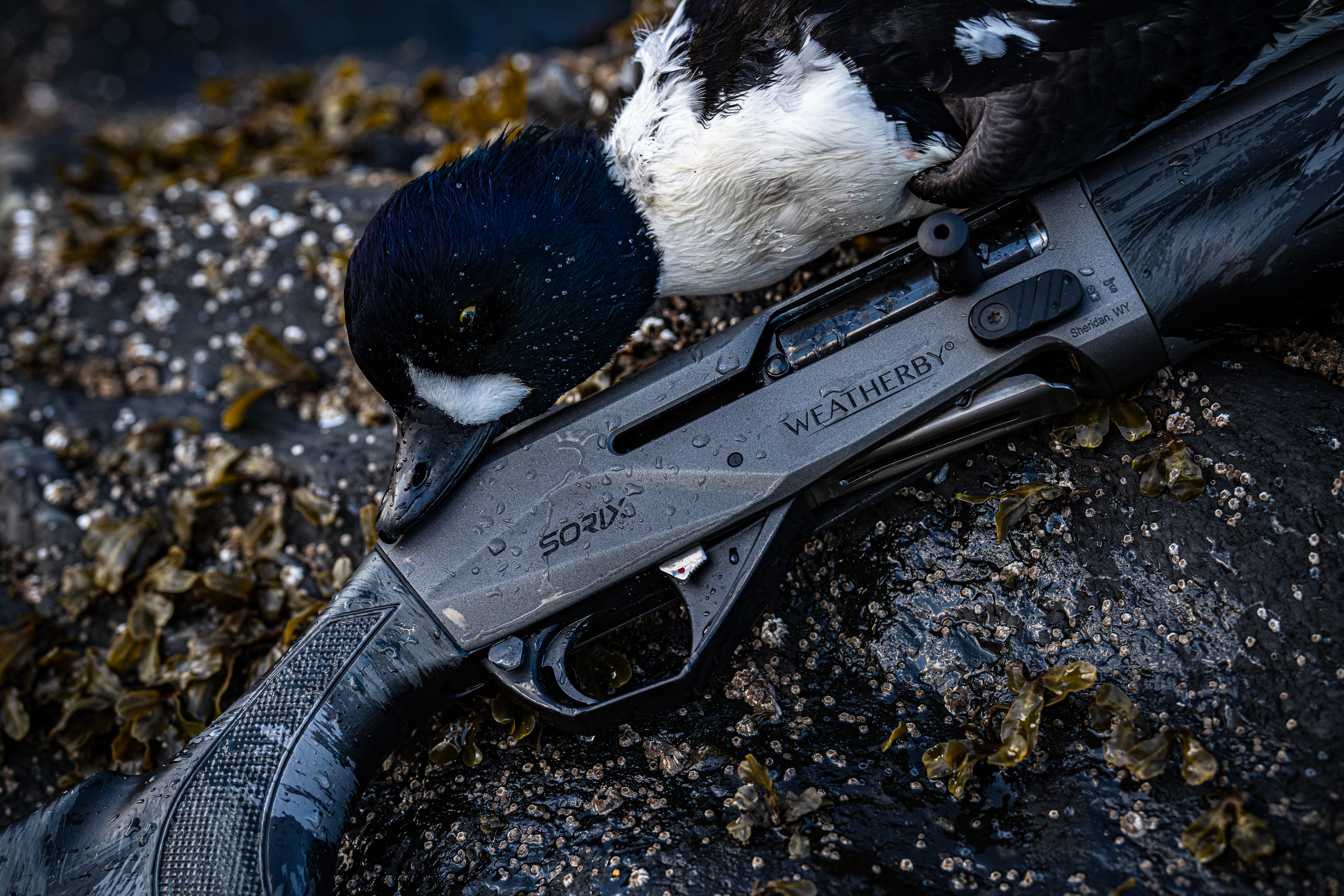 Weatherby's new Sorix shotgun pictured with a goldeneye duck. 