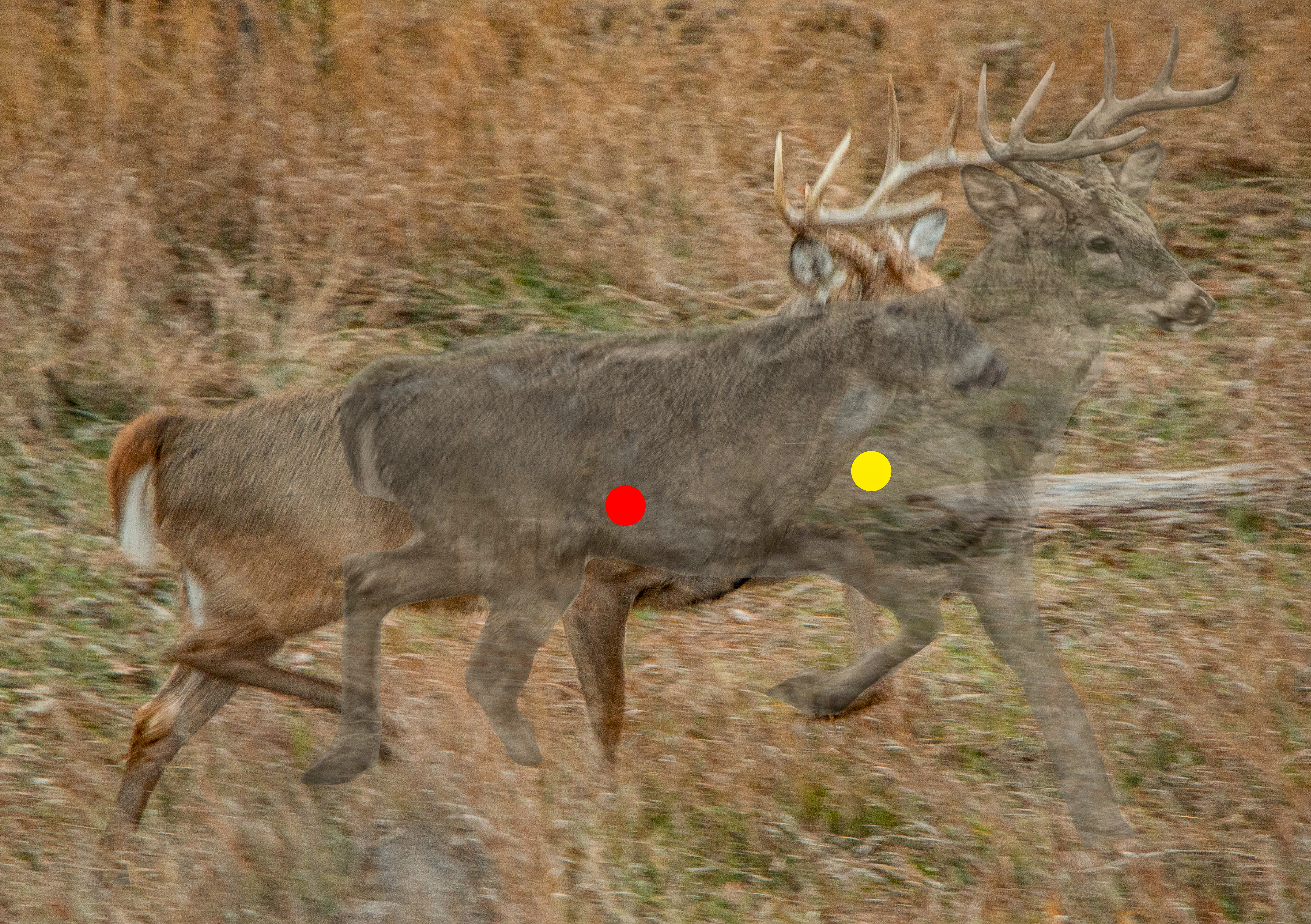 Two images of a whitetail deer overlayed to show how far it moves in two seconds and where you'd need to aim. 