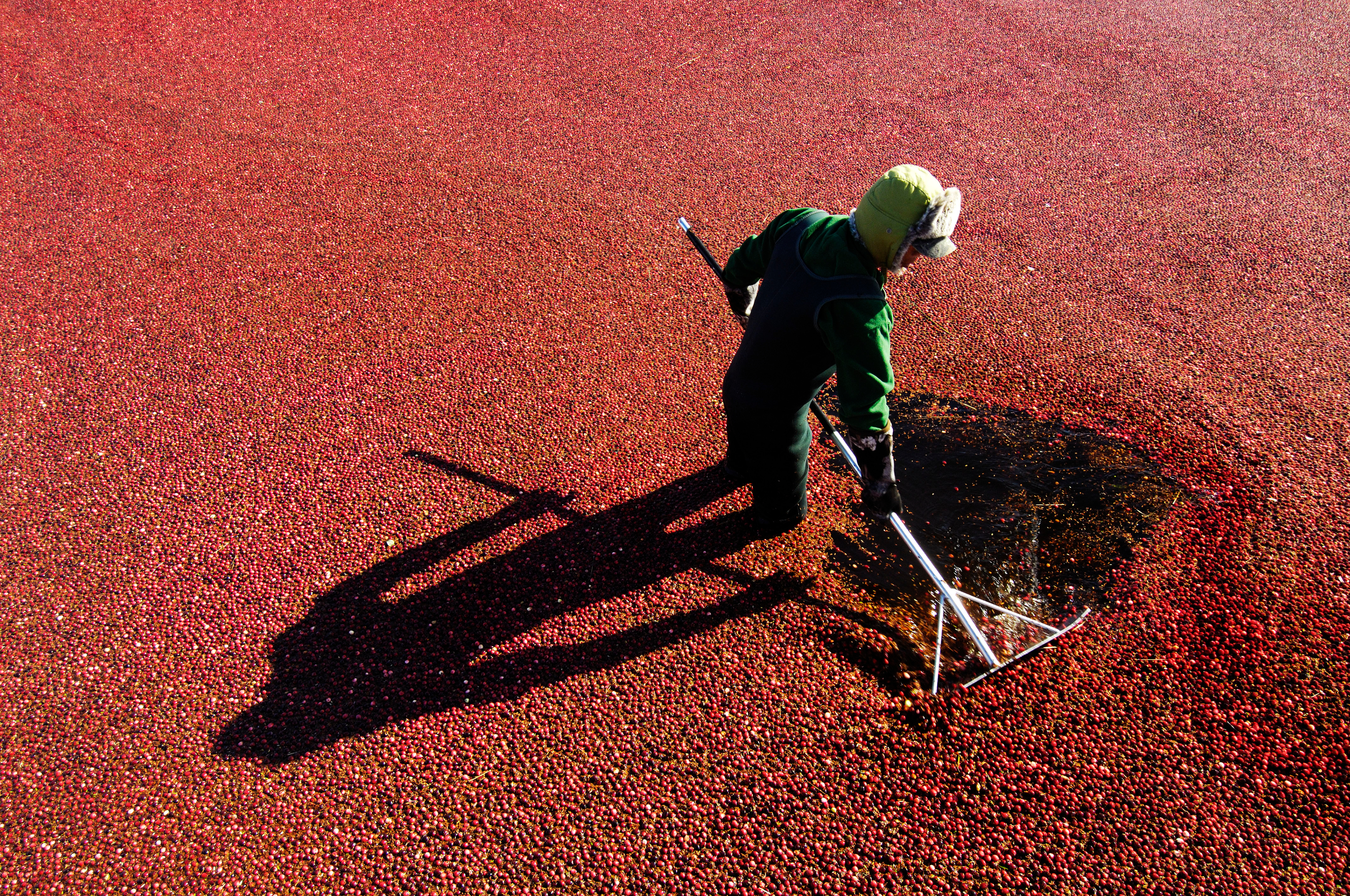 A person raking a cranberry field.