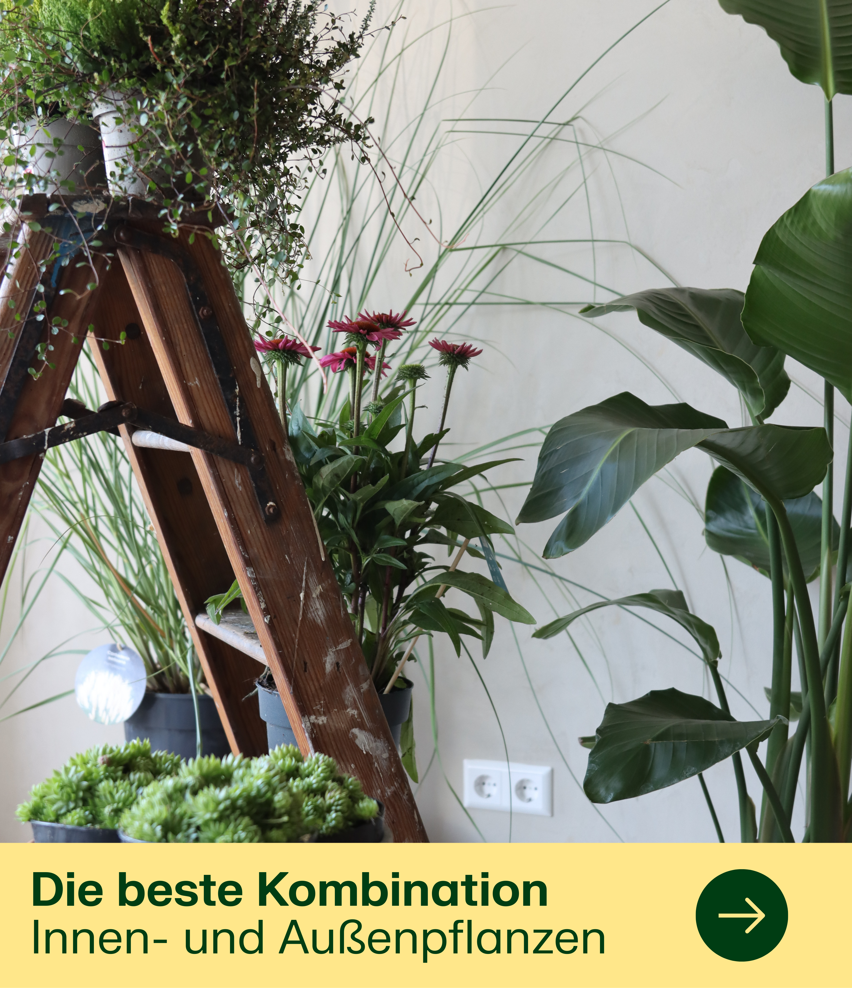 Mit Pflanzen wird drinnen besser